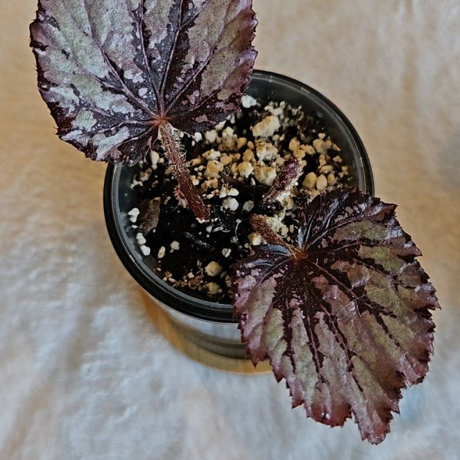 Photo of the plant species Pelargonium 'Birdbush Marion Louise' by @Odinsmama2021 named Sahara on Greg, the plant care app