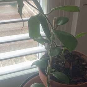 Photo of the plant species Hoya 'Black Leaves' by @PrizeGuanacaste named Apollo on Greg, the plant care app