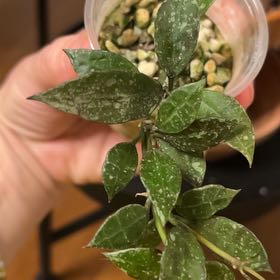 Photo of the plant species Royal Splash Hoya Lacunosa by @PrizeGuanacaste named LiloStitch on Greg, the plant care app