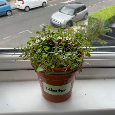 Photo of the plant species Garden Cress by @LordlyIcecaps named Walter on Greg, the plant care app