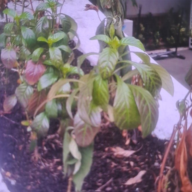 Photo of the plant species Crossandra by @PerkyPigeonwood named Grace on Greg, the plant care app