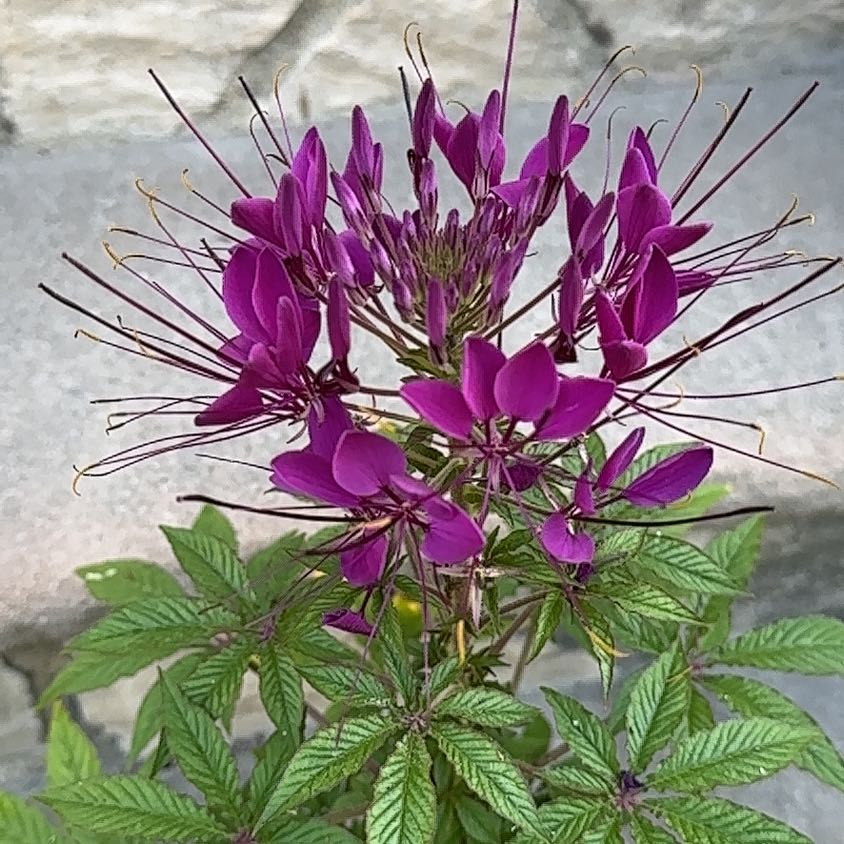Cleome Hassleriana plant with vibrant purple flowers and healthy green leaves.