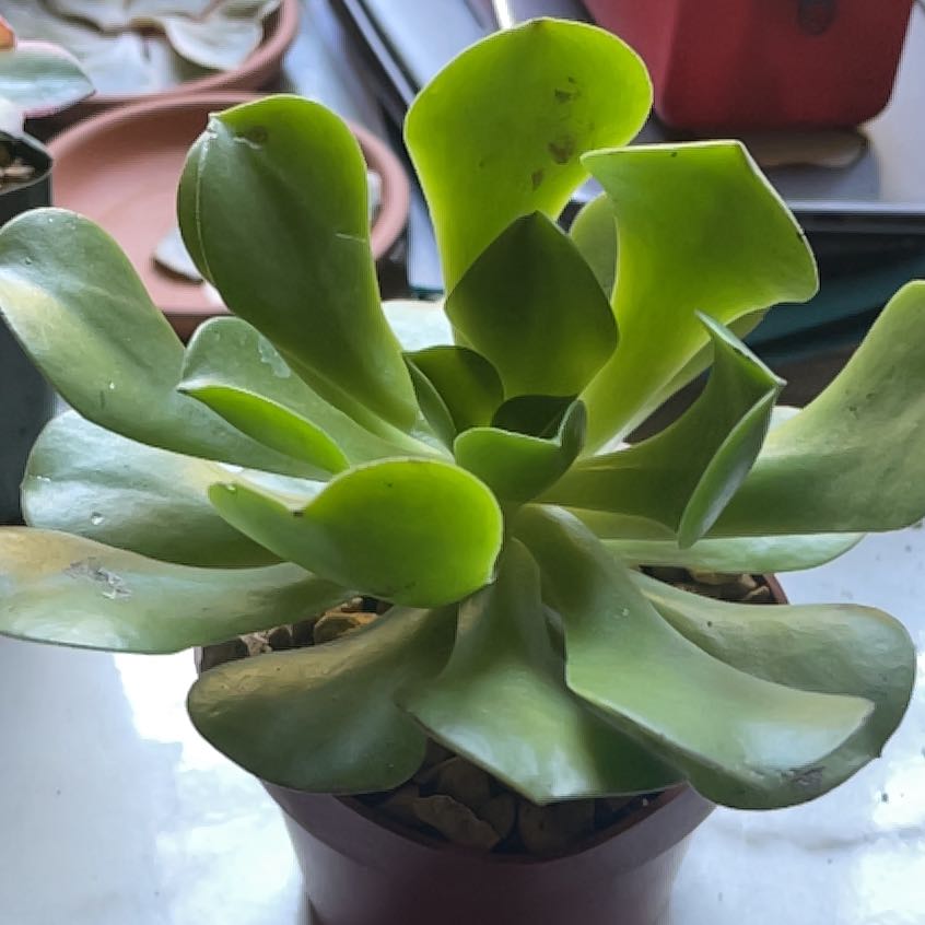 Photo of the plant species Aeonium Gomerense by @GreatestChia named Bigleef Smalls on Greg, the plant care app