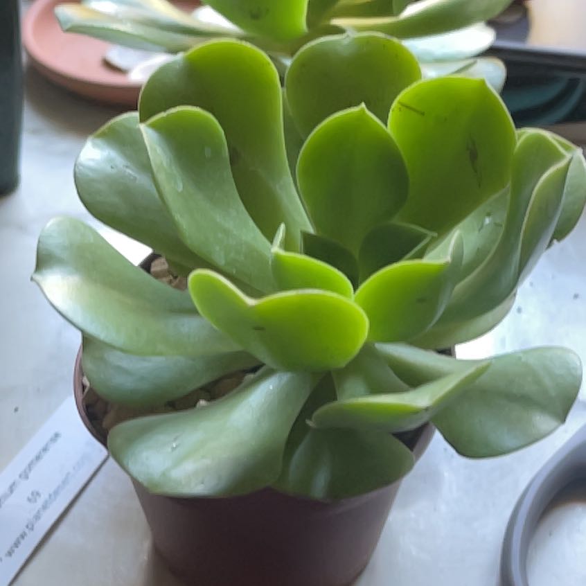 Photo of the plant species Aeonium Gomerense by @GreatestChia named Harry on Greg, the plant care app