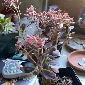 Photo of the plant species sedum by @GreatestChia named Remington on Greg, the plant care app