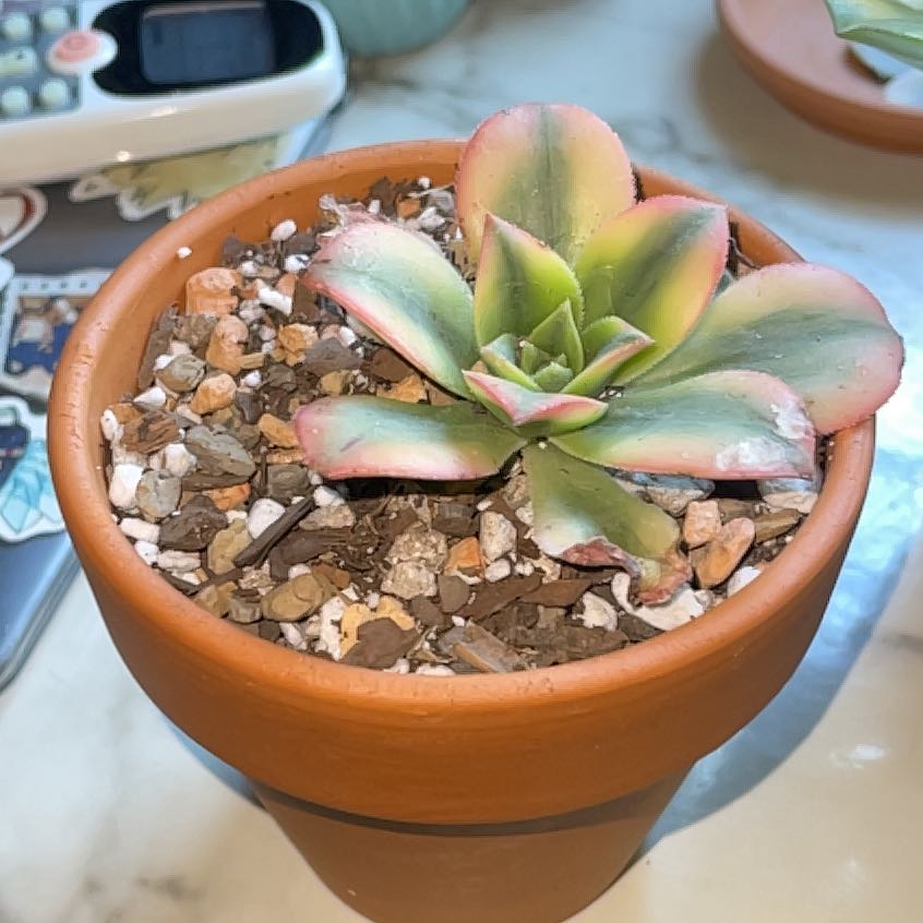 Photo of the plant species Sunburst by @GreatestChia named Hamilton on Greg, the plant care app