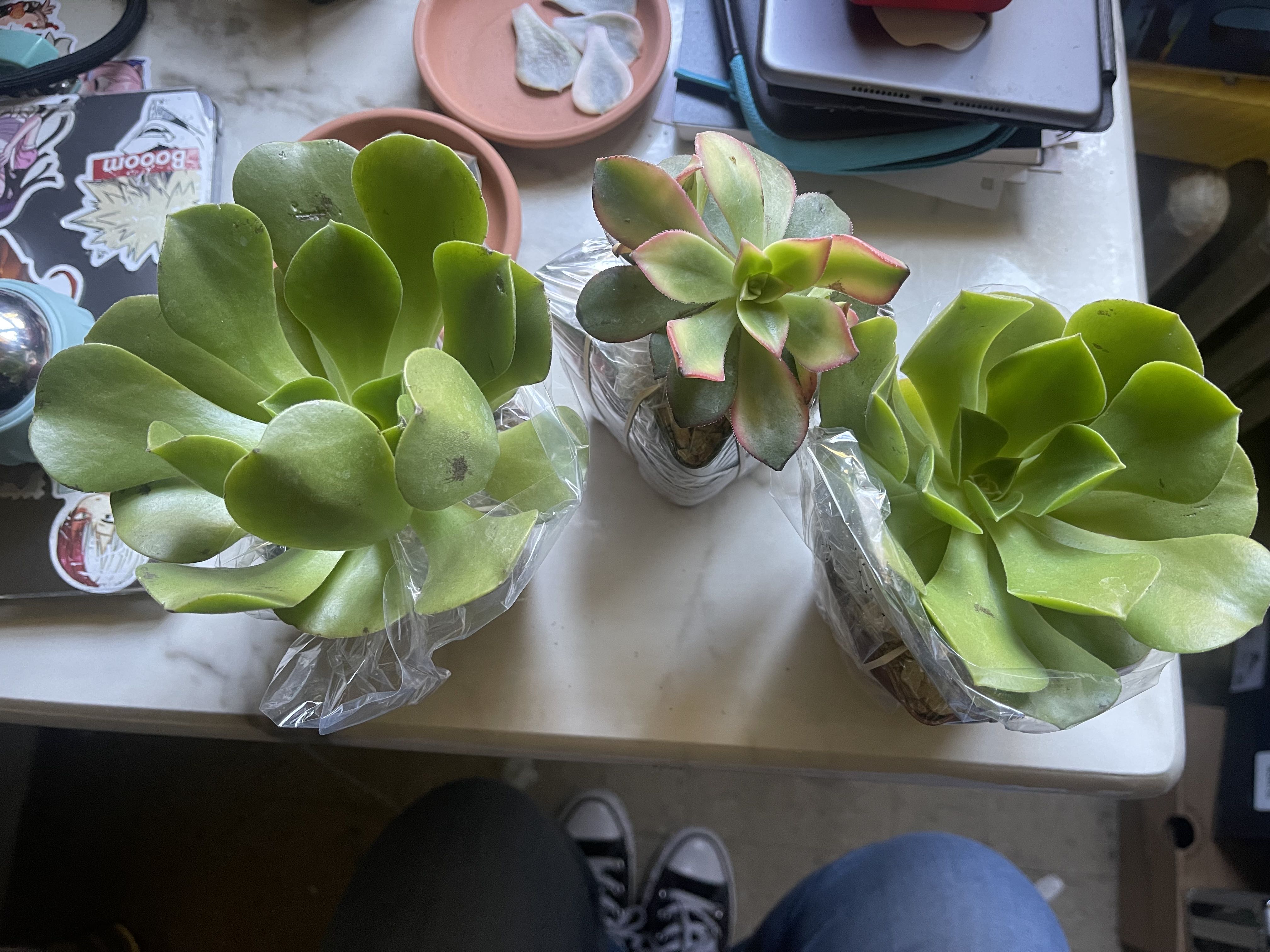 Photo from the post