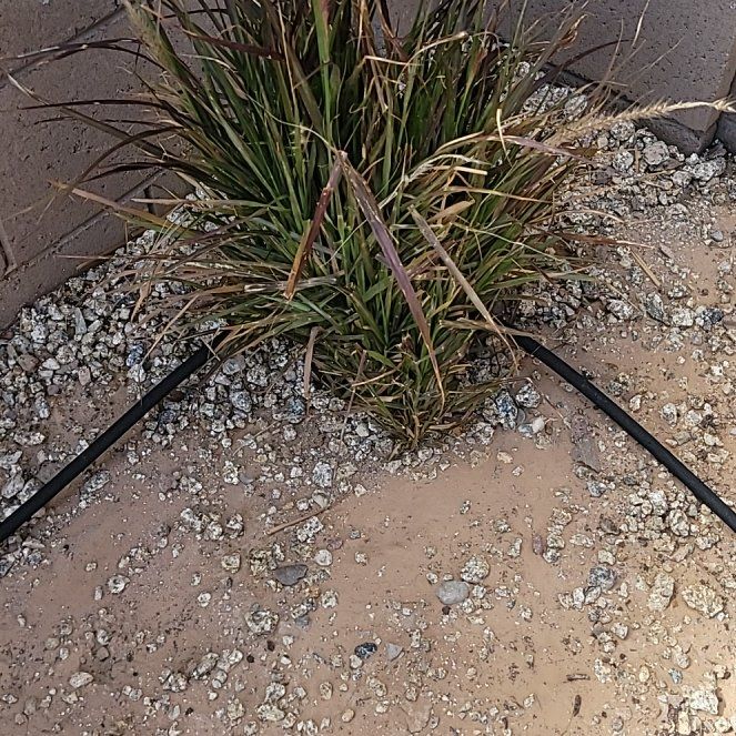 Photo of the plant species Purple Fountain Grass by @GreatestGinseng named Apollo on Greg, the plant care app