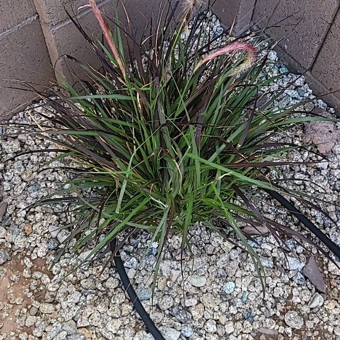 Photo of the plant species Purple Fountain Grass by @GreatestGinseng named Leonardo on Greg, the plant care app