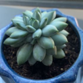 Photo of the plant species sticky moonstones by @EmpoweredPepper named Luna on Greg, the plant care app