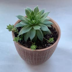 Hens and Chicks plant