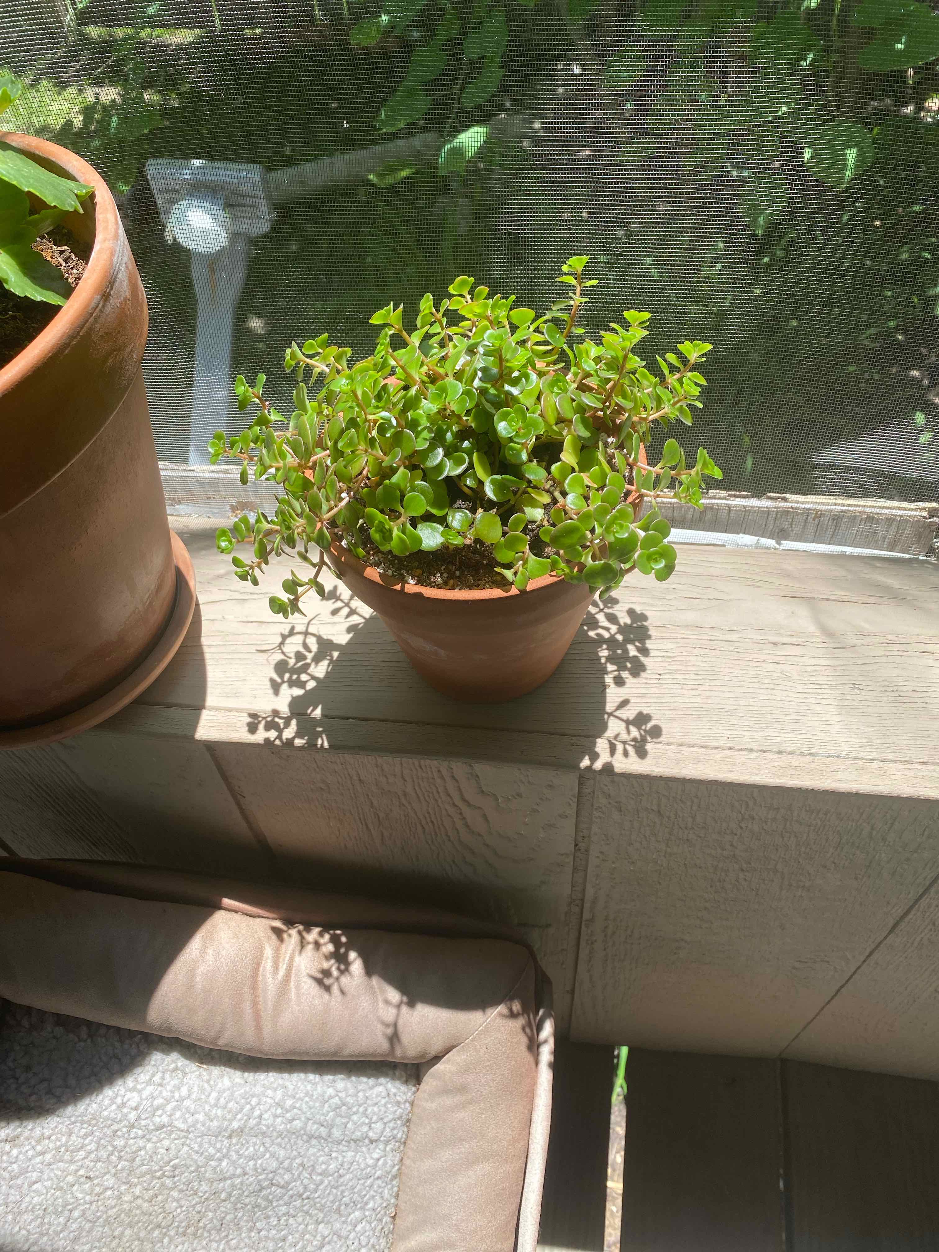Potted Two-Row Stonecrop plant on a wooden surface in sunlight.