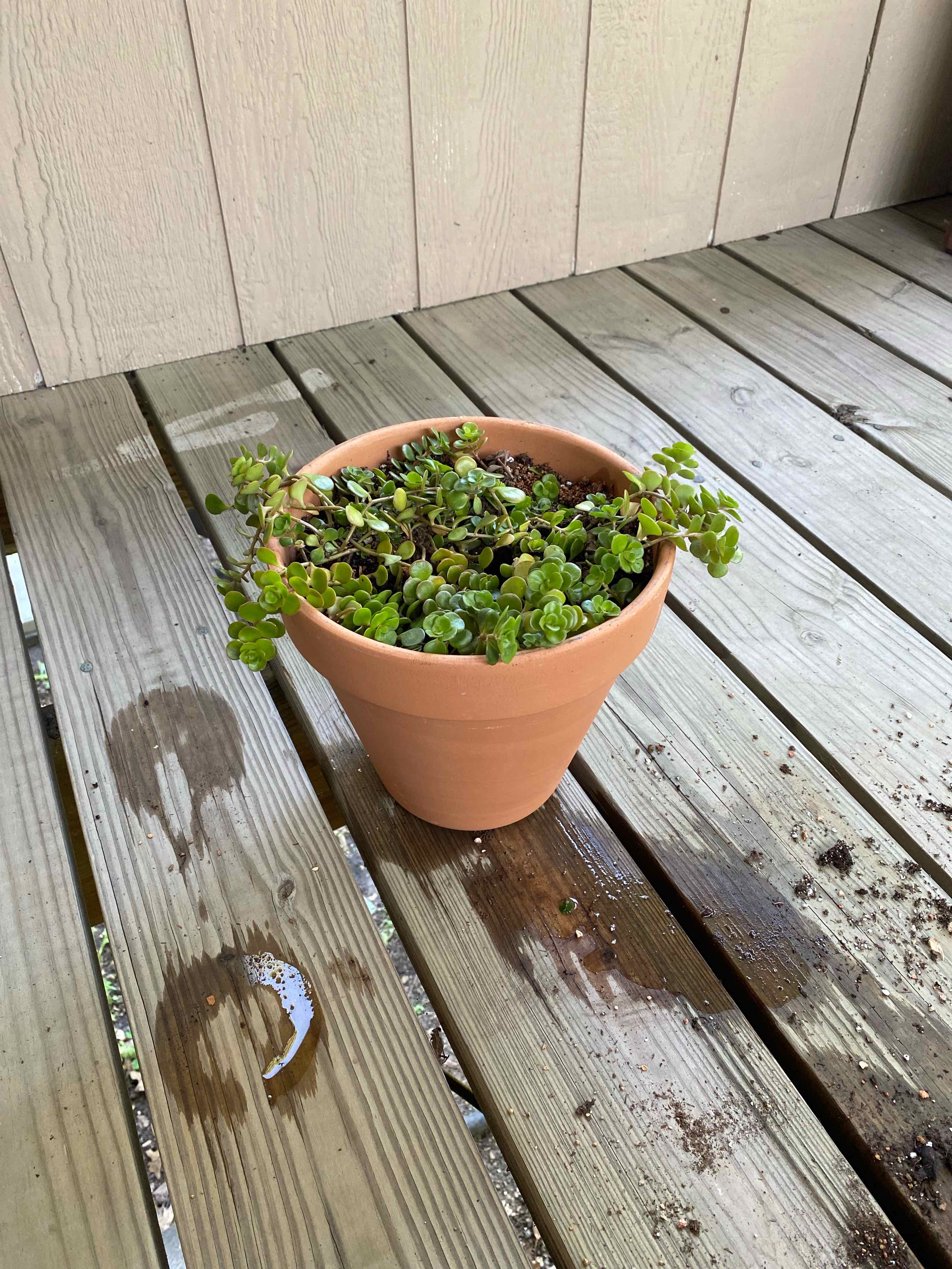 Potted Two-Row Stonecrop plant on a wooden surface, soil visible.