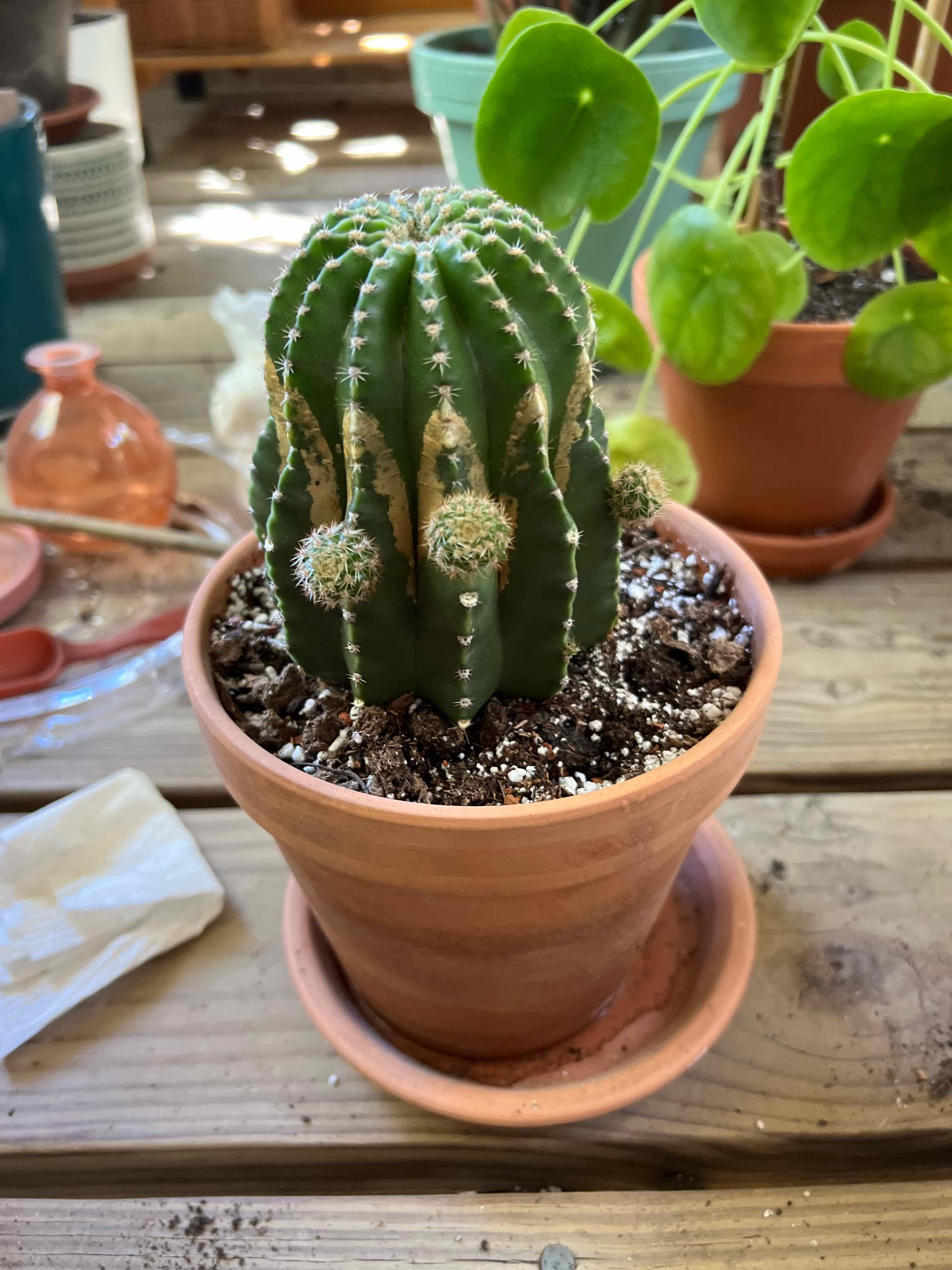 Potted Easter Lily Cactus with visible soil, well-framed and in focus.