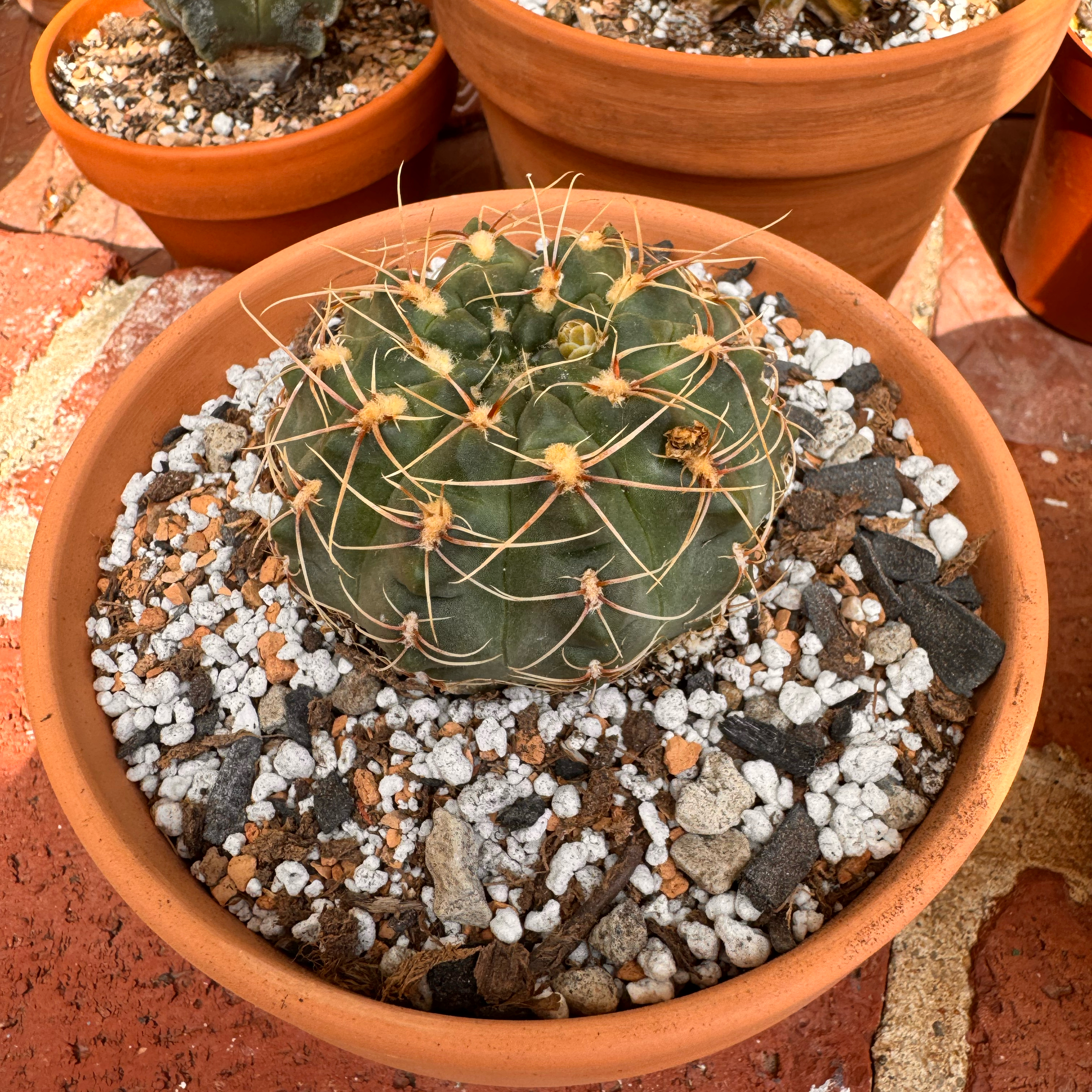 Photo of the plant species Bruch's Chin Cactus by @kaleena named Flora on Greg, the plant care app