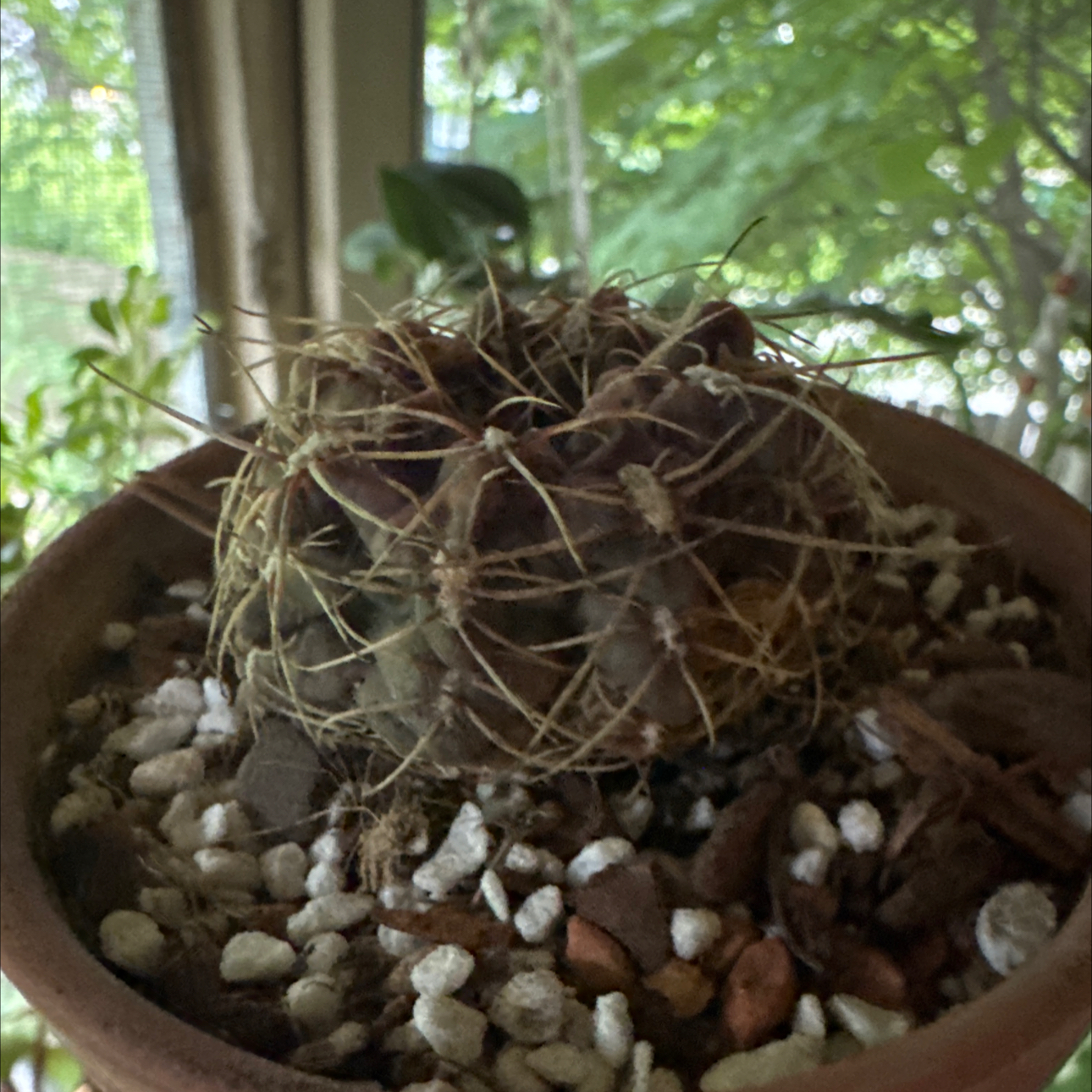 Photo of the plant species Bruch's Chin Cactus by @kaleena named JT on Greg, the plant care app