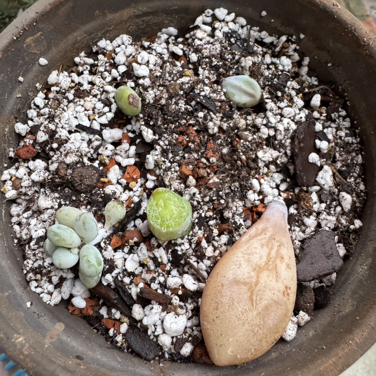 Photo of the plant species D by @kaleena named Roundleaf on Greg, the plant care app