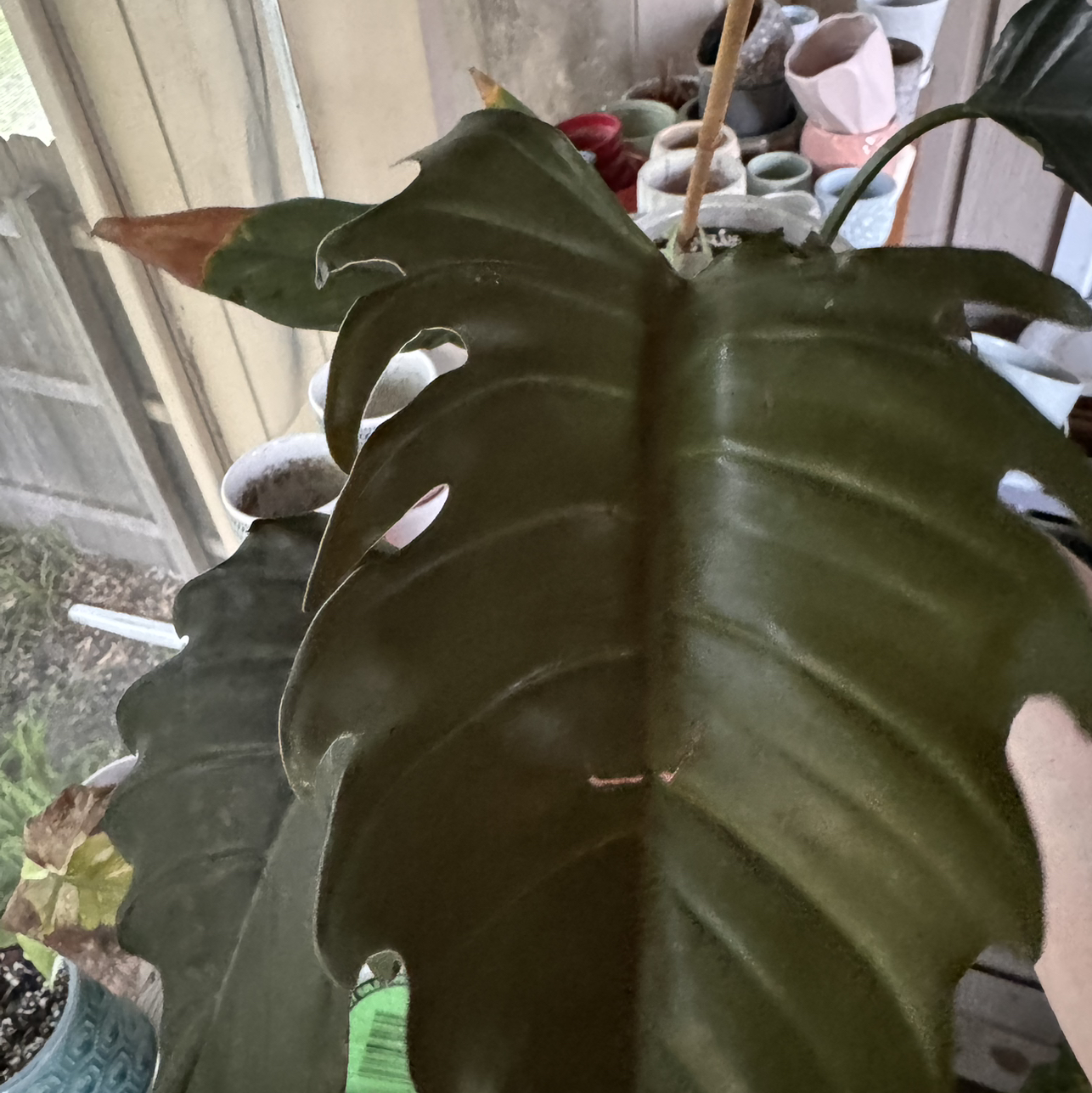 Photo of the plant species Philodendron 'Caramel Pluto' by @kaleena named Pluto on Greg, the plant care app