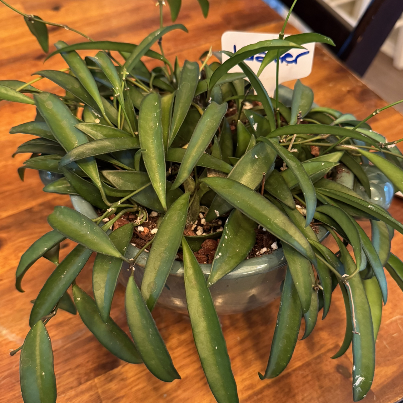 Photo of the plant species Wayetii by @kaleena named Kramer on Greg, the plant care app