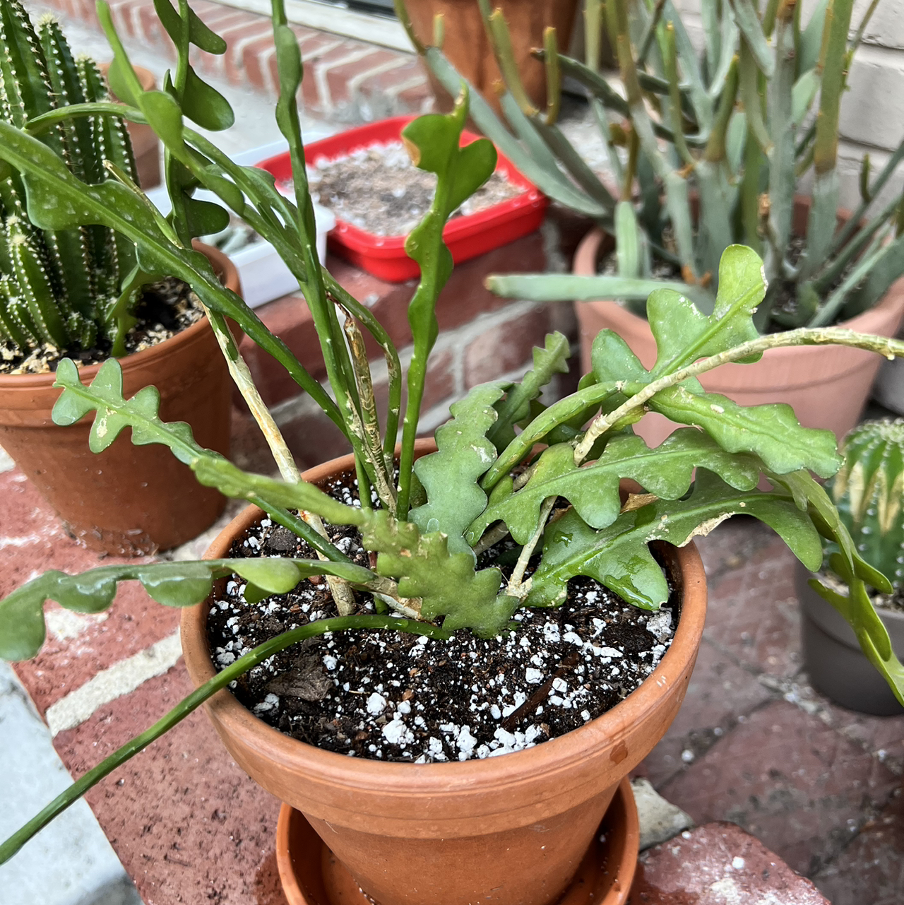 Fishbone Cactus in a terracotta pot with visible soil and minor leaf yellowing and browning.