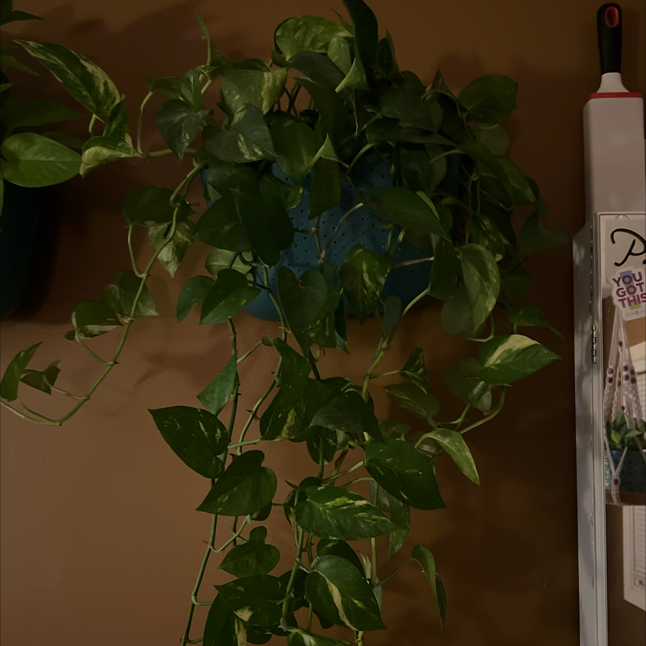 Hawaiian Pothos plant with green variegated leaves, well-framed and healthy.