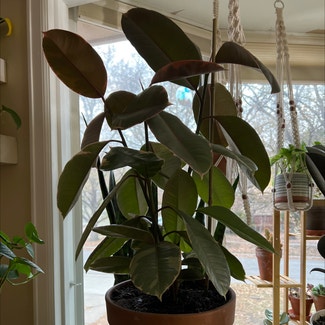 Ficus 'Ruby' plant in Lawrence, Kansas