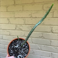 Arizona Queen-of-the-Night plant