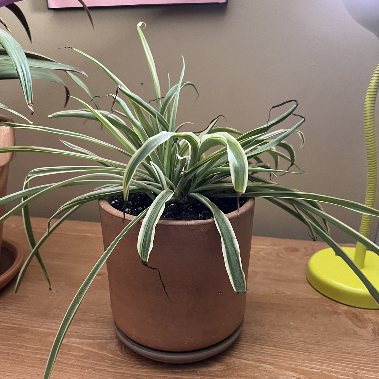 Spider Plant plant photo by @kaleena named McCormick on Greg, the plant care app.