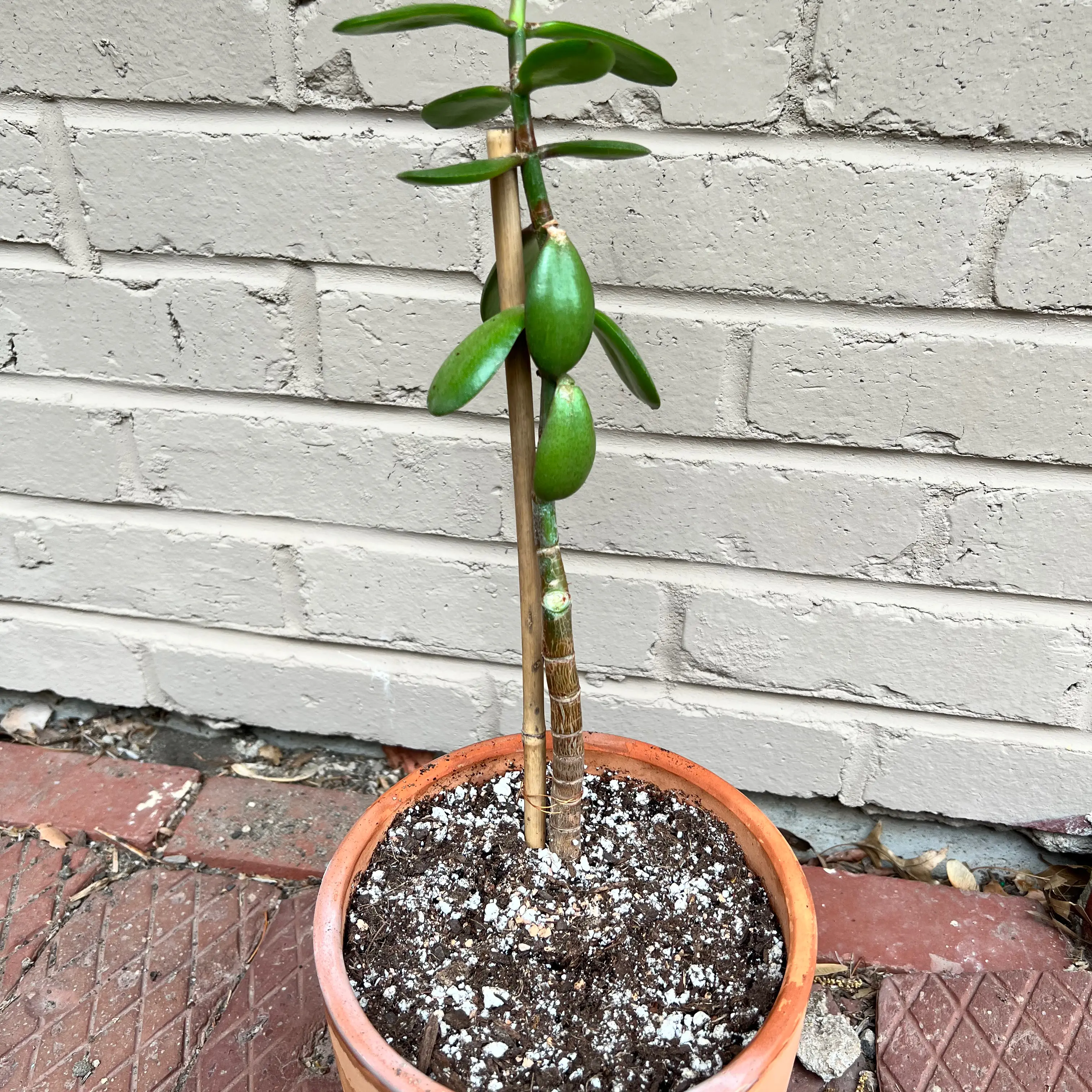 Lucky Plant plant photo by @kaleena named Jade on Greg, the plant care app.