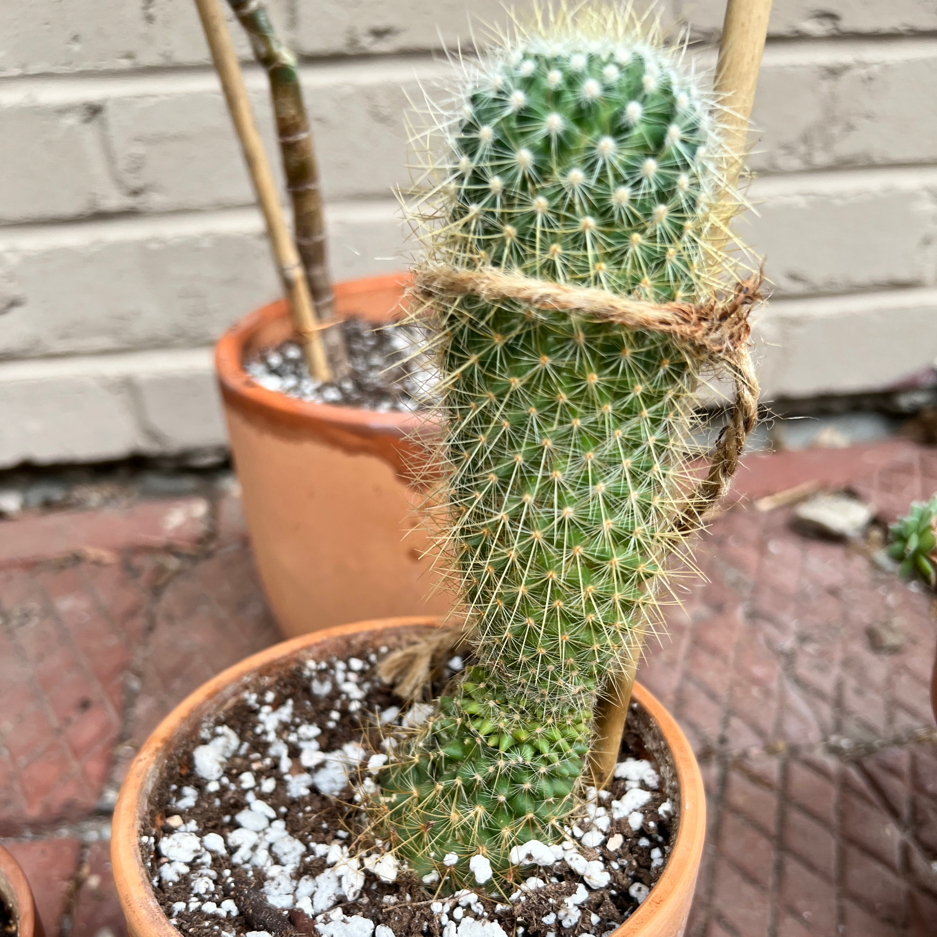 Rat Tail Cactus in a terracotta pot with visible soil and no signs of disease.