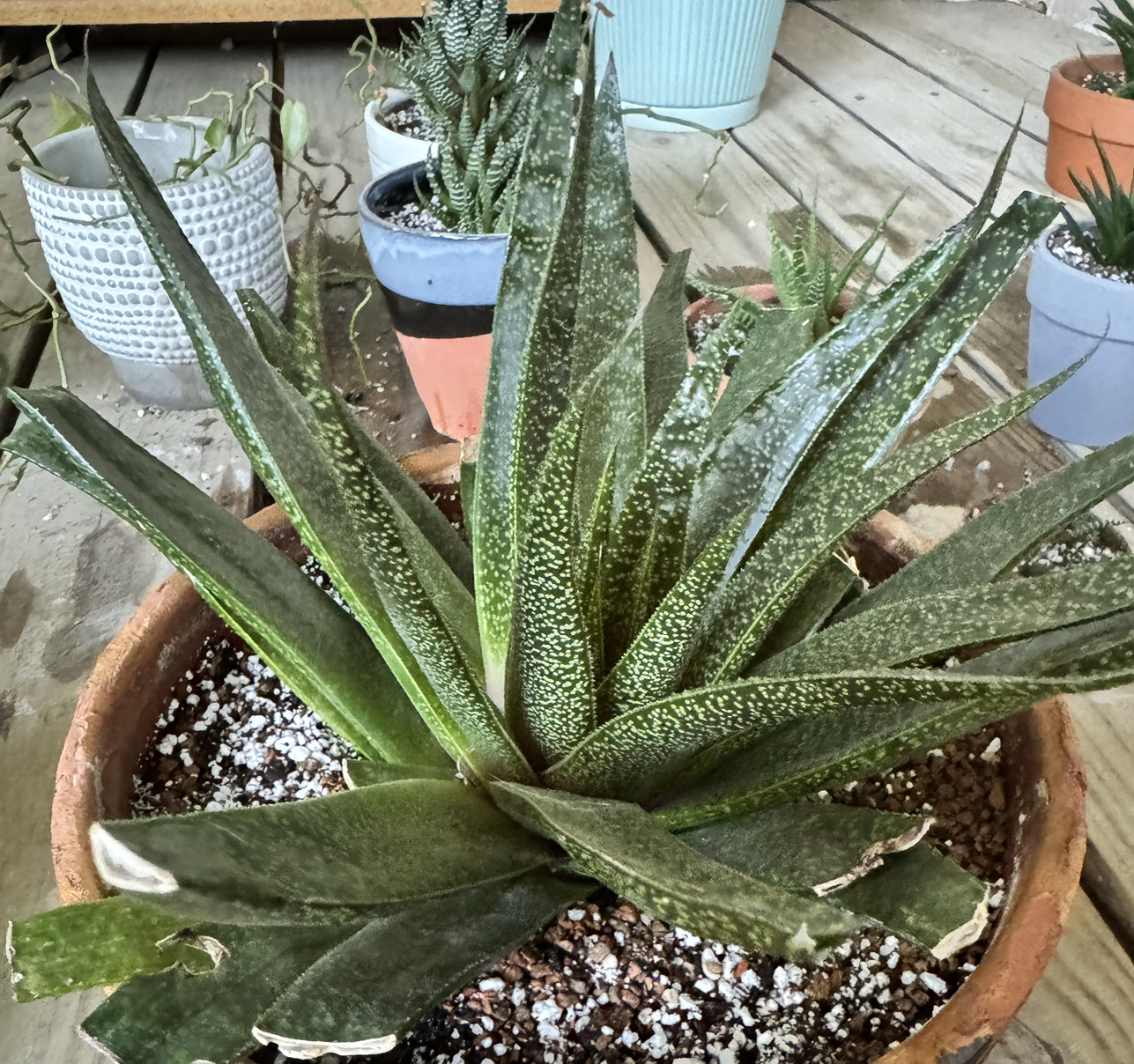Zebra Plant plant photo by @kaleena named Baesil on Greg, the plant care app.