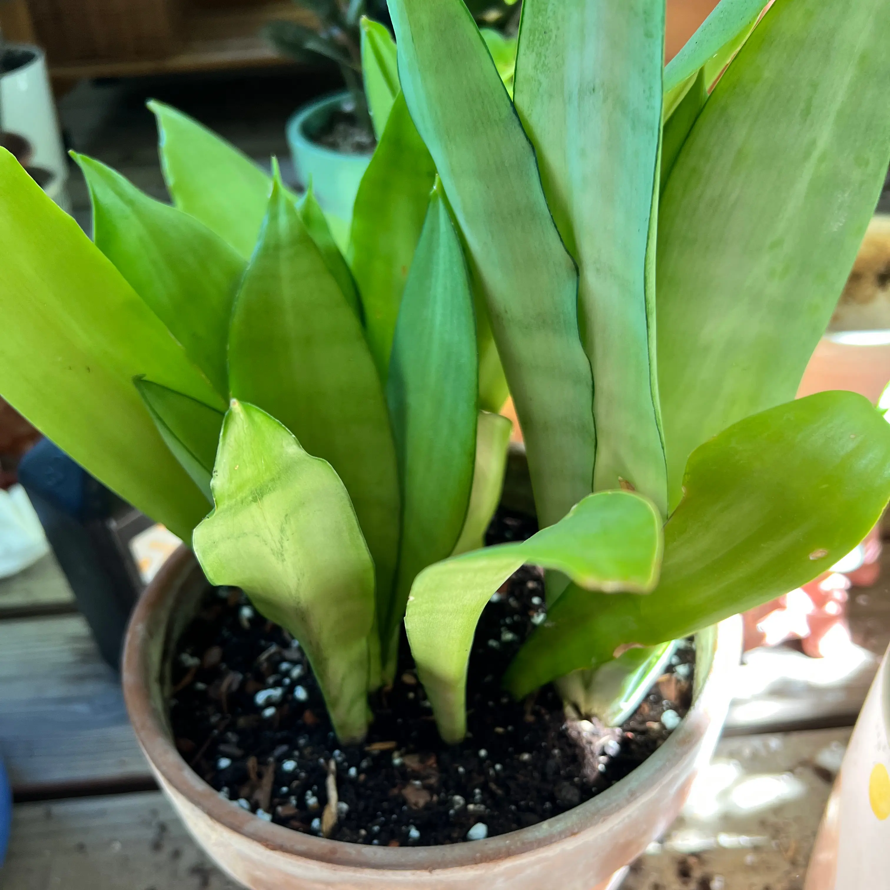 Snake Plant plant photo by @kaleena named Missy Sprout on Greg, the plant care app.
