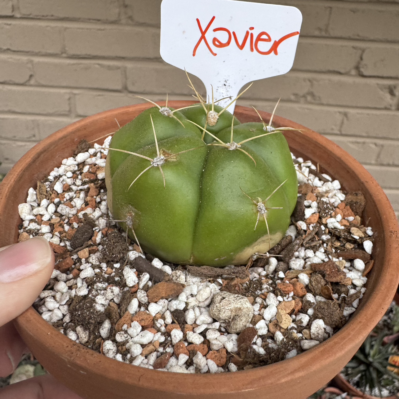 Photo of the plant species Sider Cactus by @kaleena named Xavier on Greg, the plant care app
