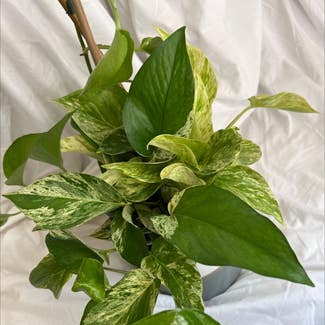 Marble Queen Pothos plant in Lawrence, Kansas