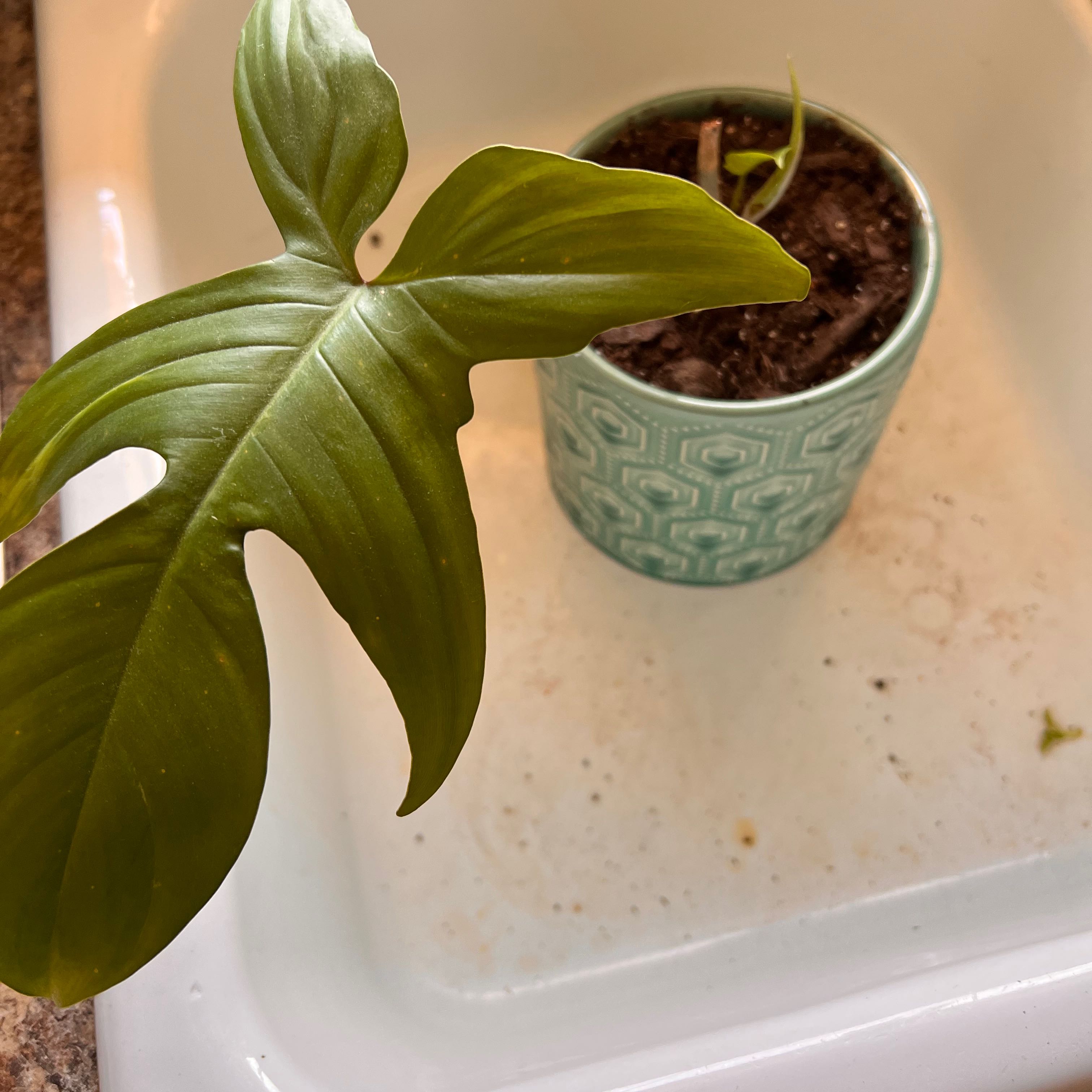 Philodendron Pedatum plant in a small pot with a single prominent green leaf.