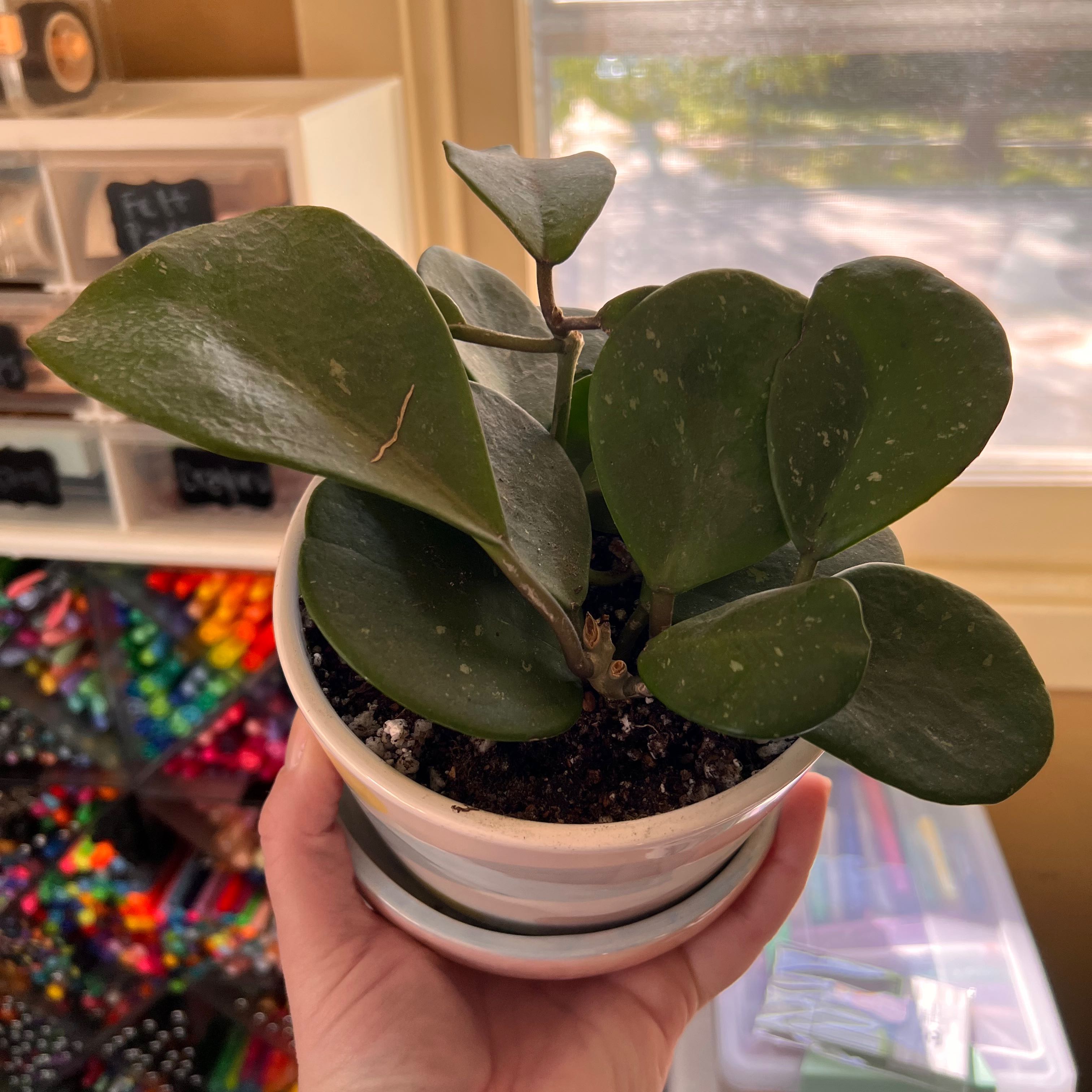 Hoya obovata plant in a white pot, held by a hand, with green leaves and visible soil.