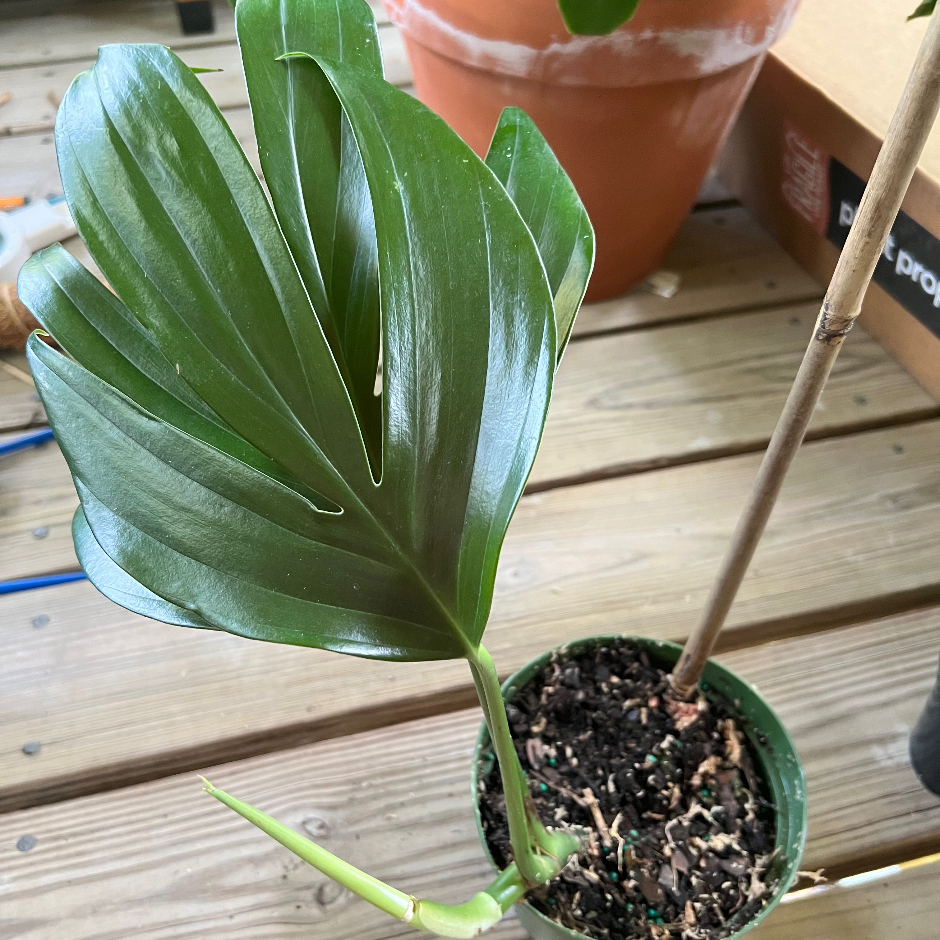 Rhaphidophora decursiva plant with a single healthy leaf in a pot. Soil is visible.