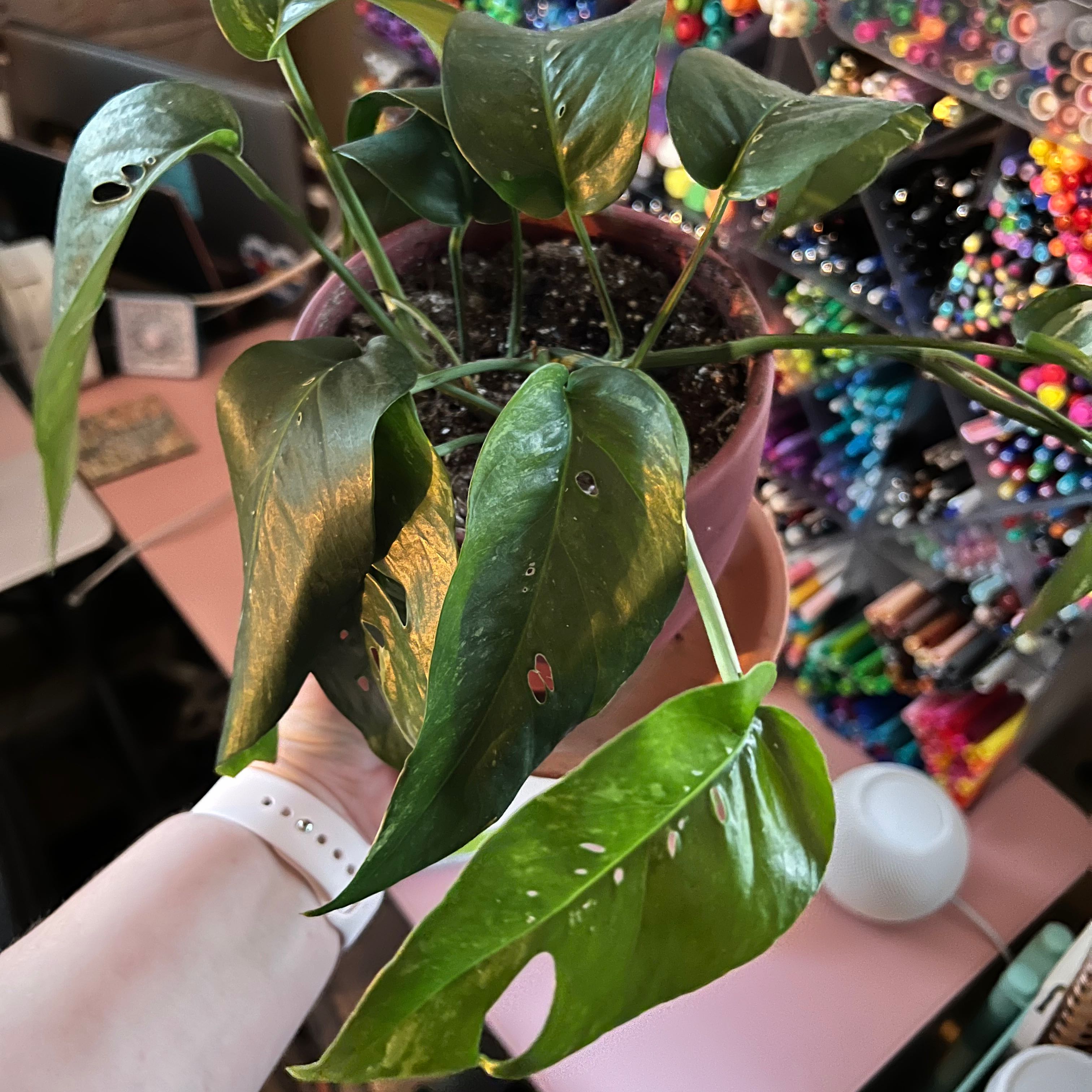 Variegated Epipremnum pinnatum plant in a pot with some leaf damage, held by a hand.
