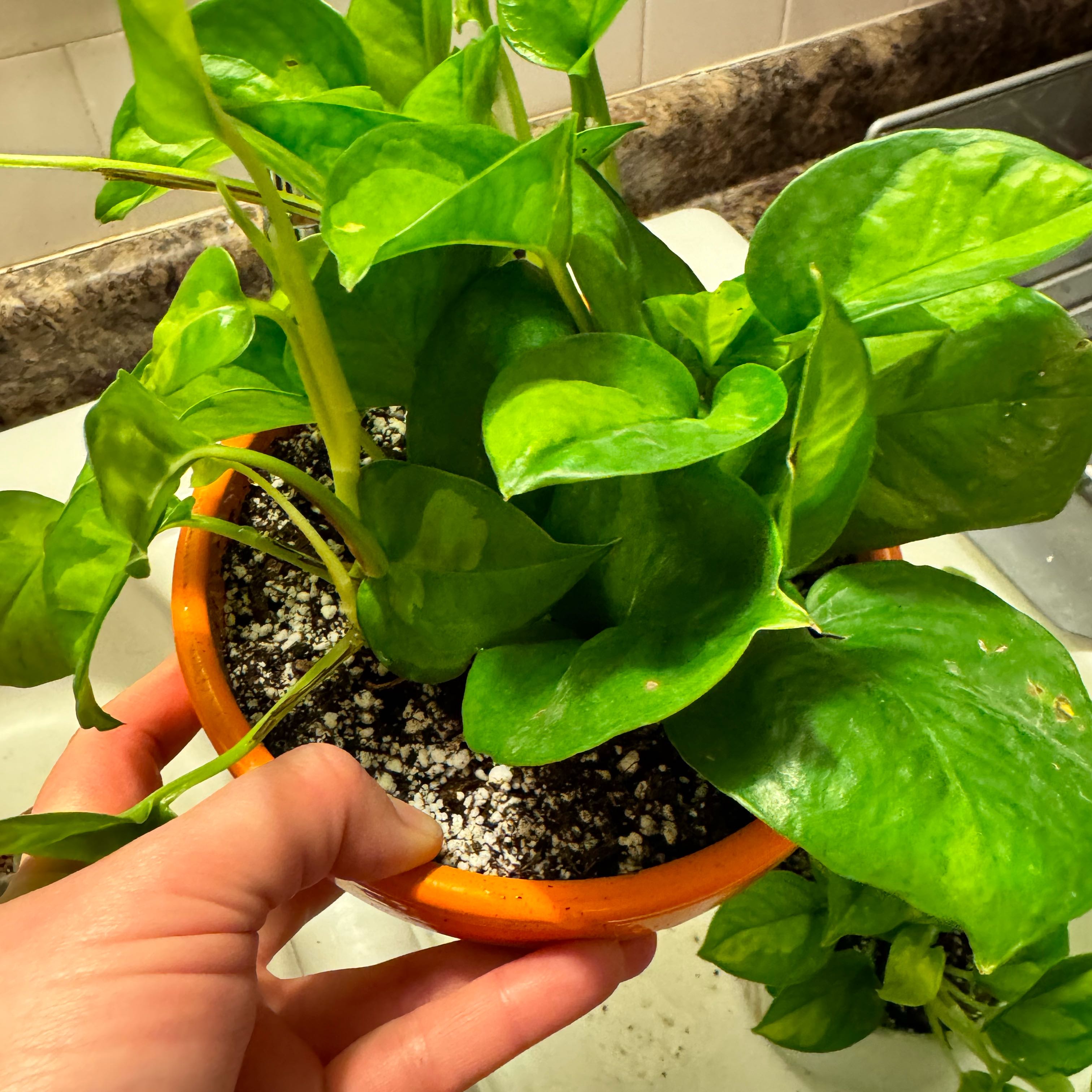 Healthy Global Green Pothos plant in a small pot with vibrant green leaves.
