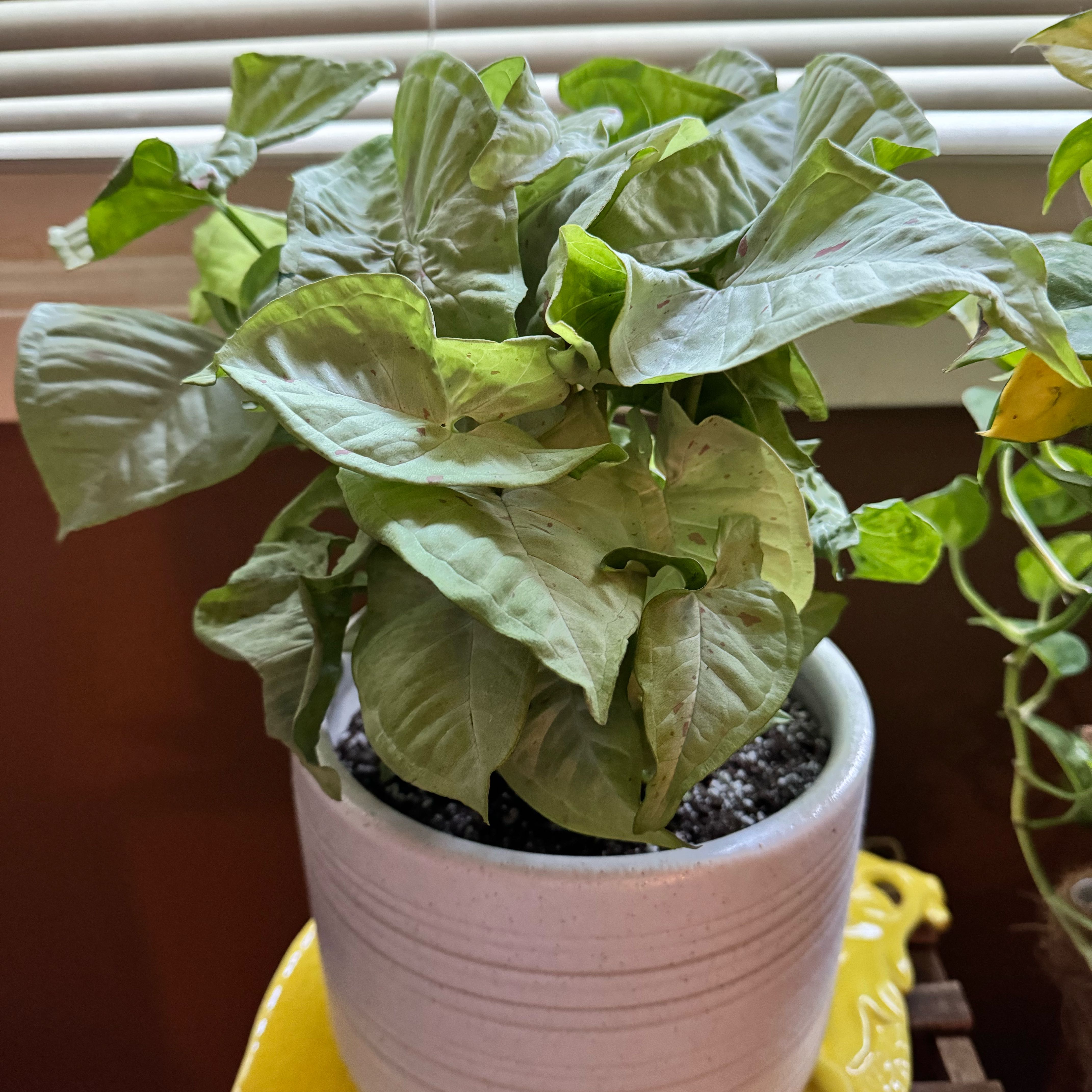 Potted Syngonium 'Milk Confetti' plant with some yellowing and browning leaves near a window.