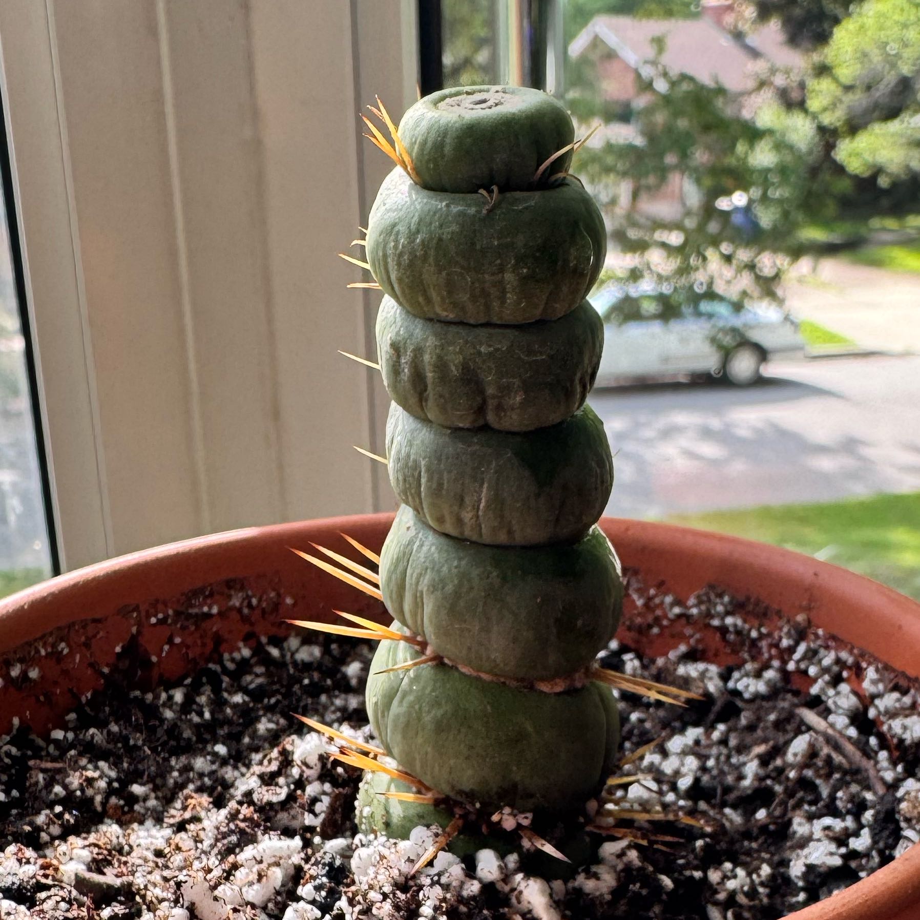 Photo of the plant species Eulychnia castanea var. varispiralis by @kaleena named Charlie on Greg, the plant care app