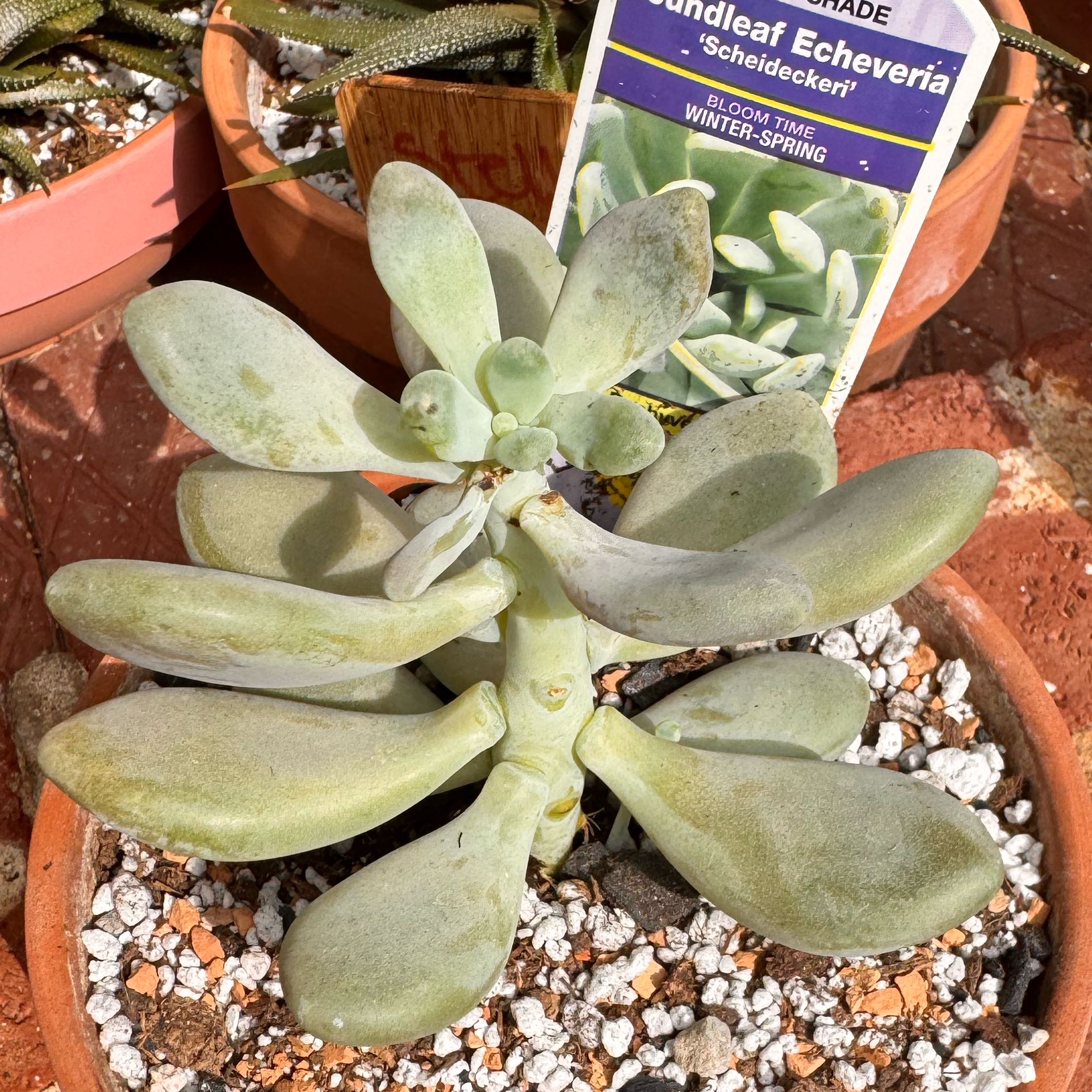 Photo of the plant species D by @kaleena named Roundleaf on Greg, the plant care app