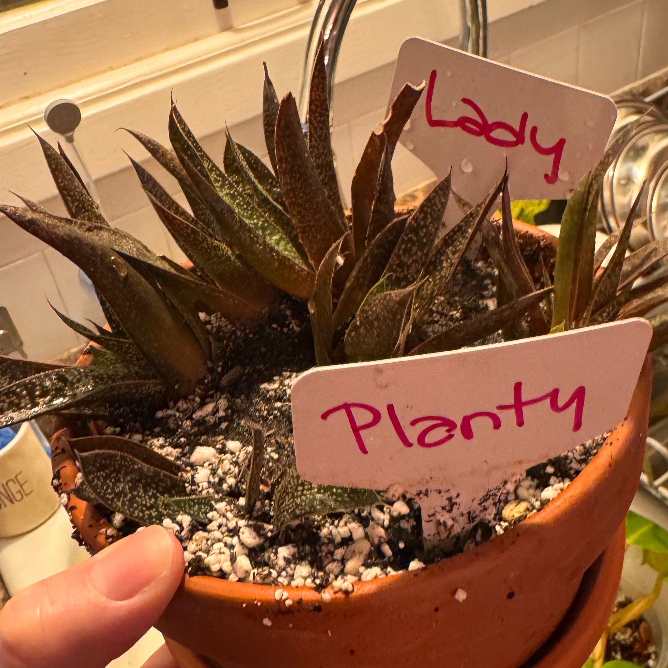 Photo of the plant species Knoppies Gasteria by @kaleena named Planty Lady on Greg, the plant care app