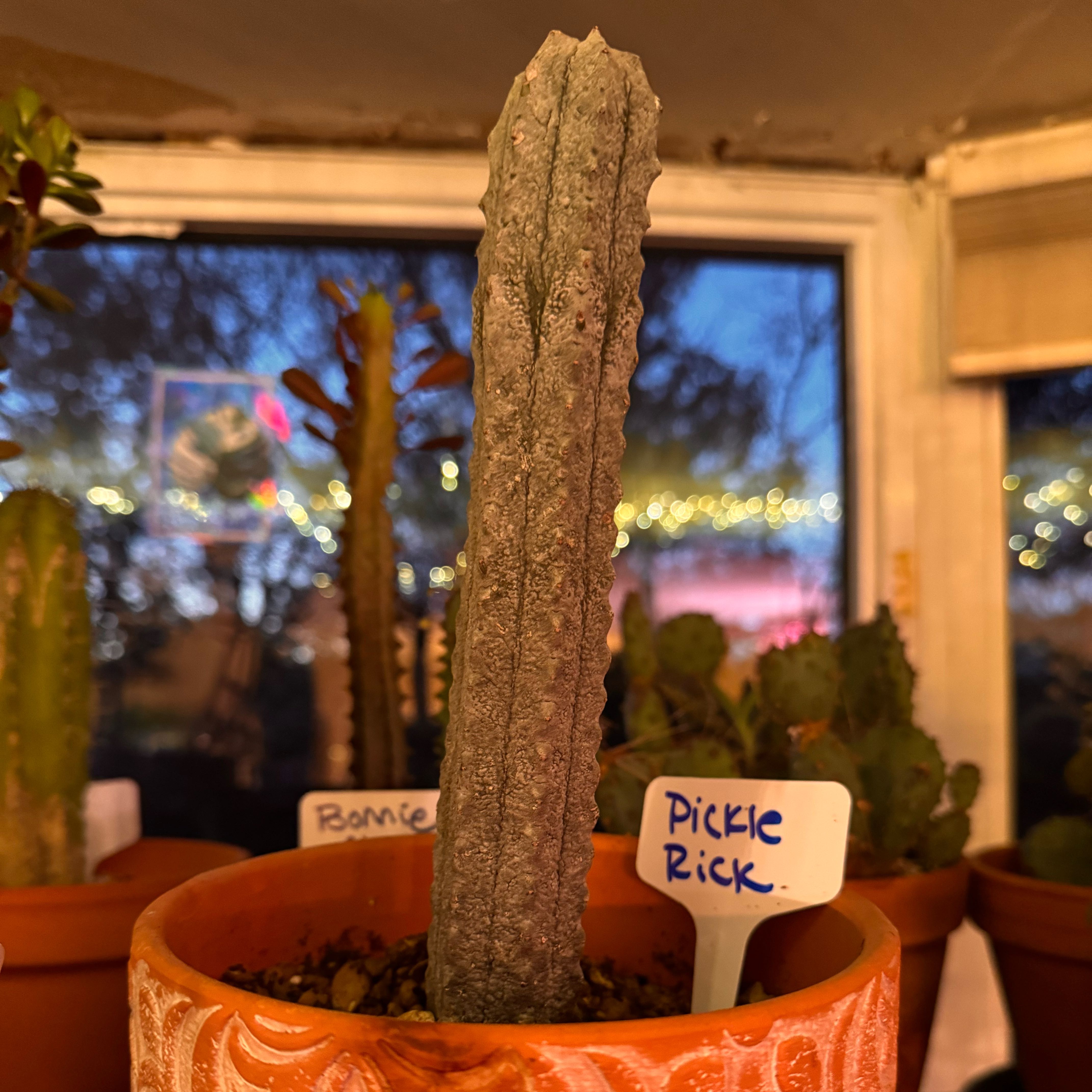 Photo of the plant species Balfour Fil Euphorbia by @kaleena named Pickle Rick on Greg, the plant care app
