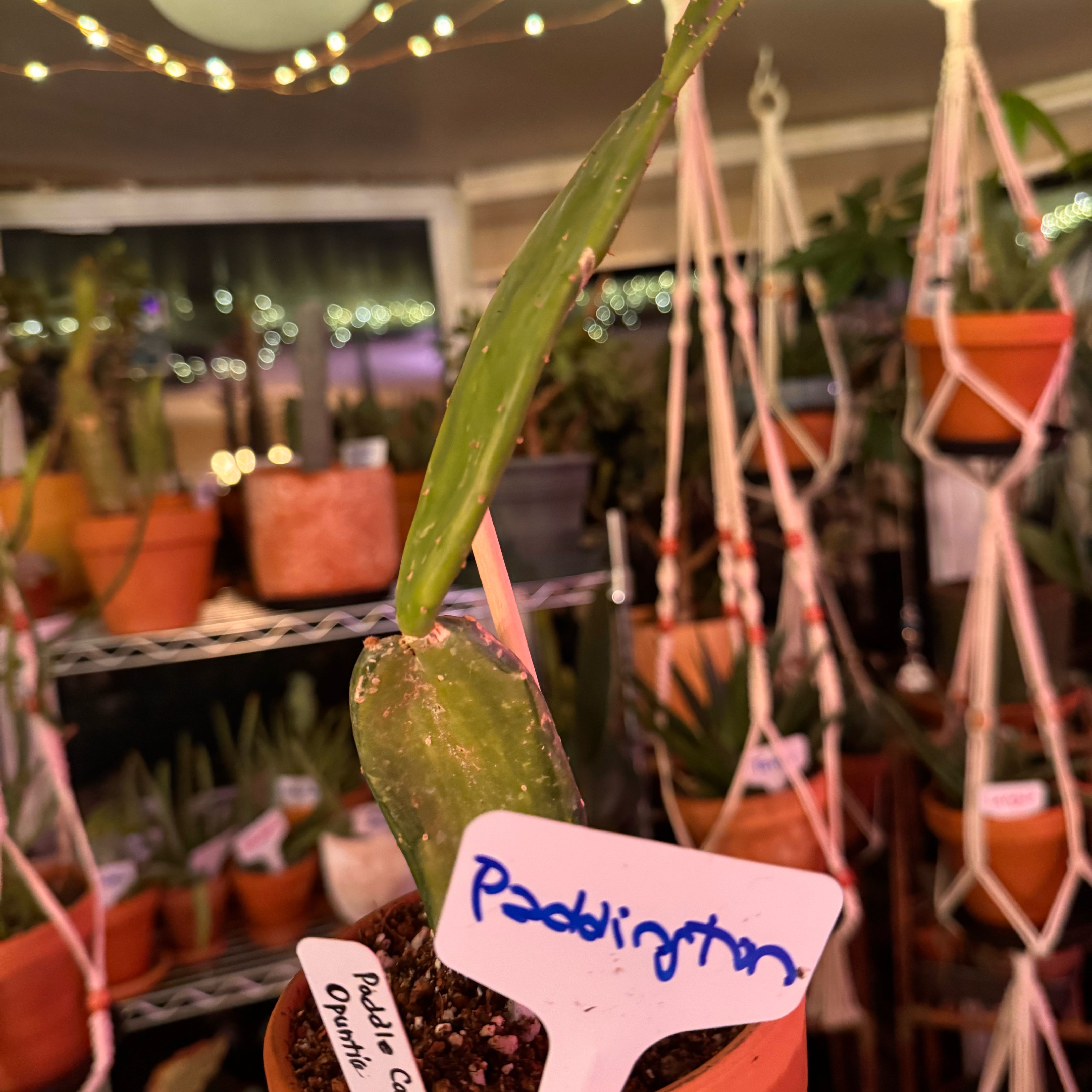 Photo of the plant species Marbled Maverick Cactus by @kaleena named Paddy on Greg, the plant care app