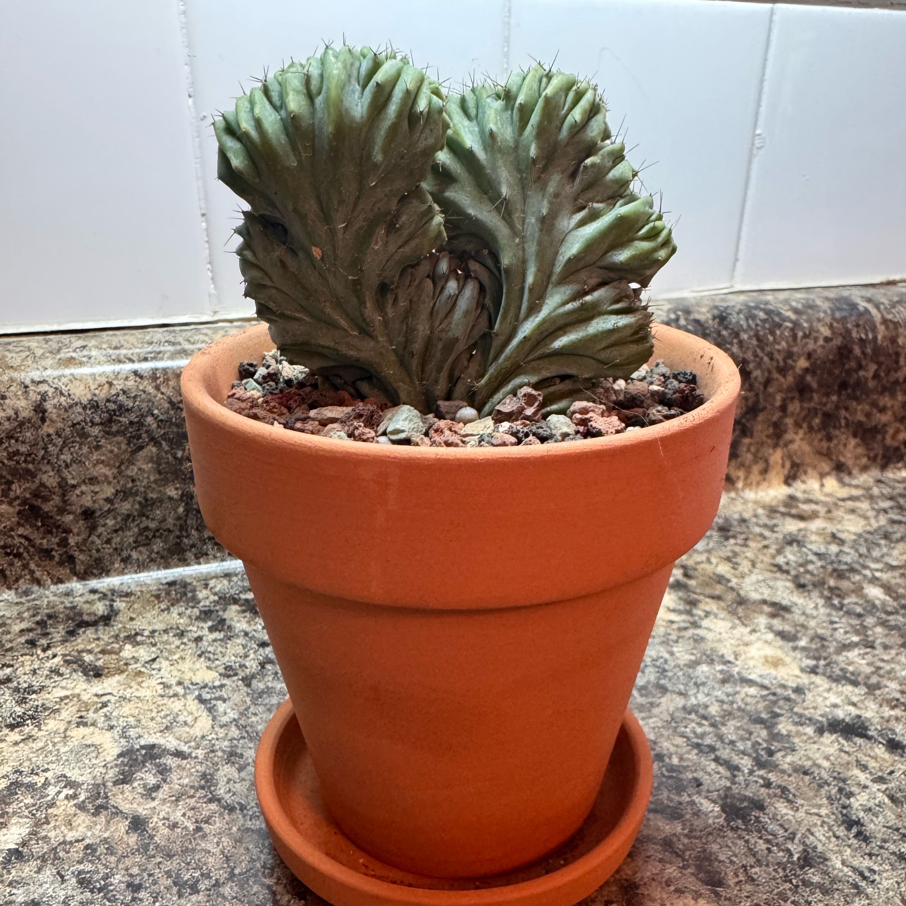 Photo of the plant species Crested Myrtillocactus by @kaleena named Ashley Kerwin on Greg, the plant care app