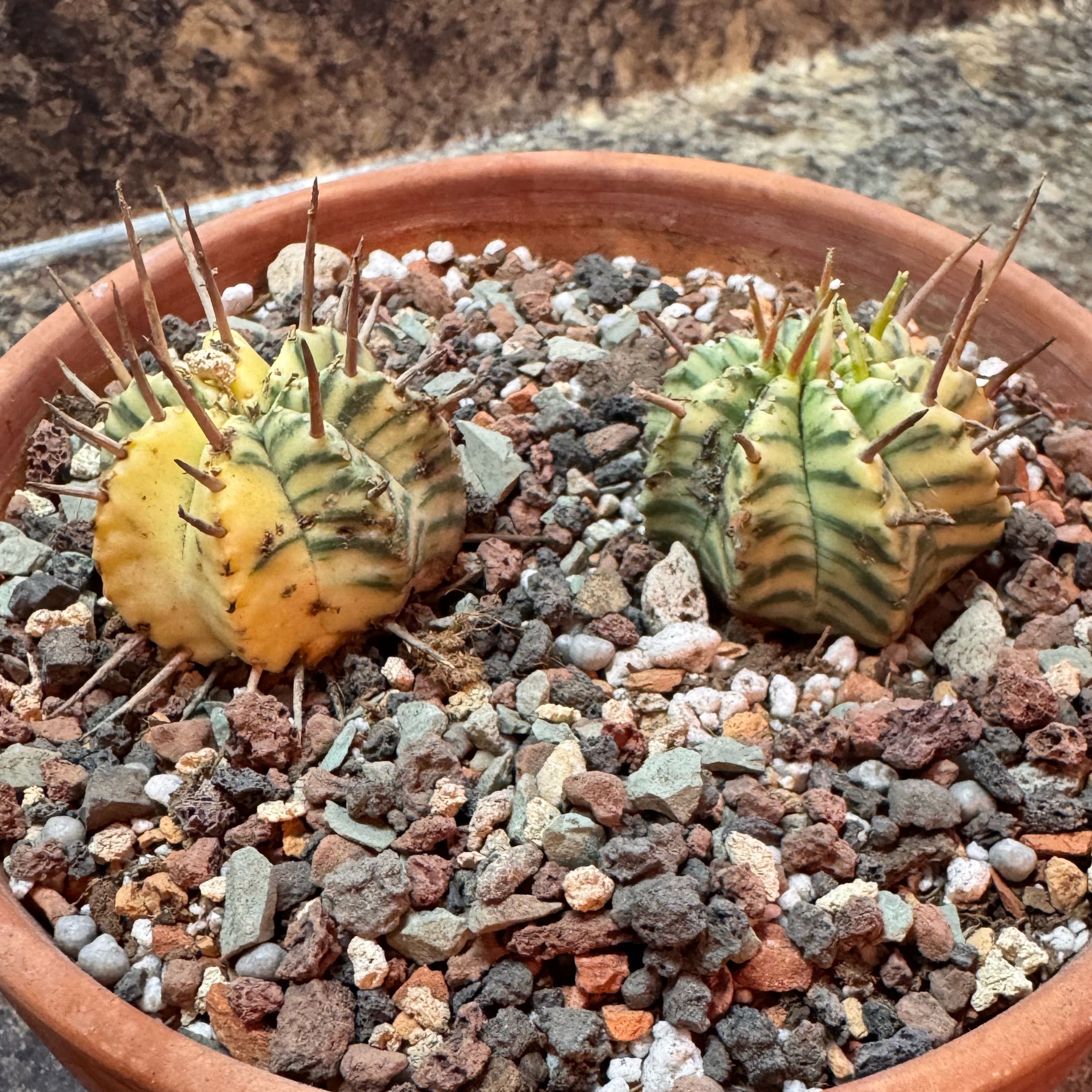 Photo of the plant species Varigated melon spurge by @kaleena named Paige and Marco on Greg, the plant care app