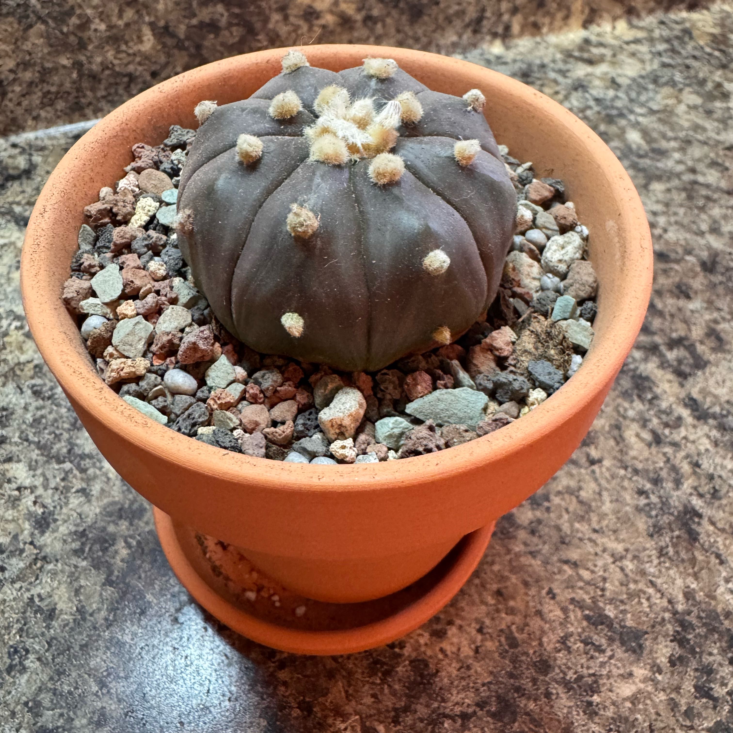 Photo of the plant species Sand Dollar Cactus by @kaleena named Liberty VanZandt on Greg, the plant care app
