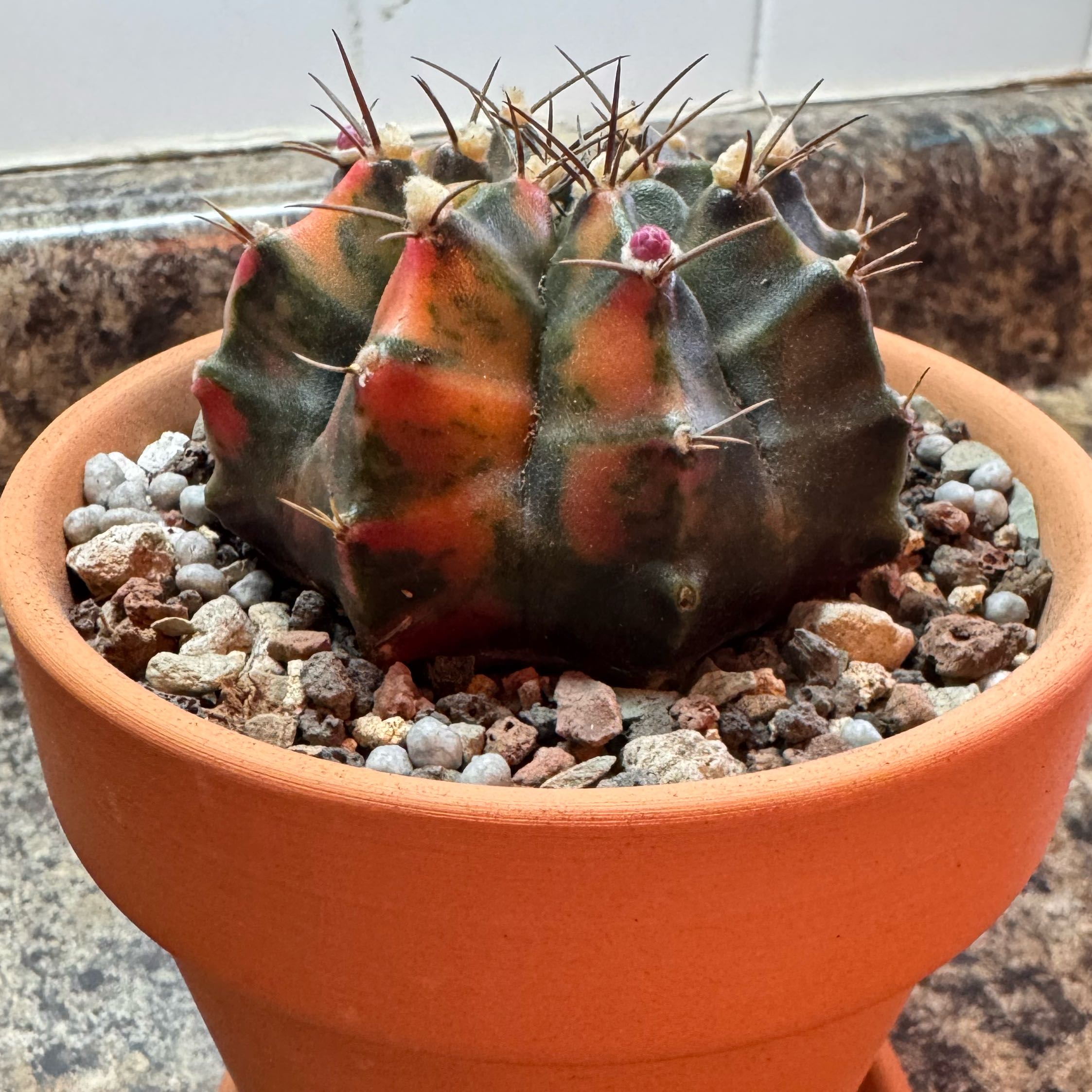 Photo of the plant species Variegated Moon Cactus by @kaleena named Craig on Greg, the plant care app