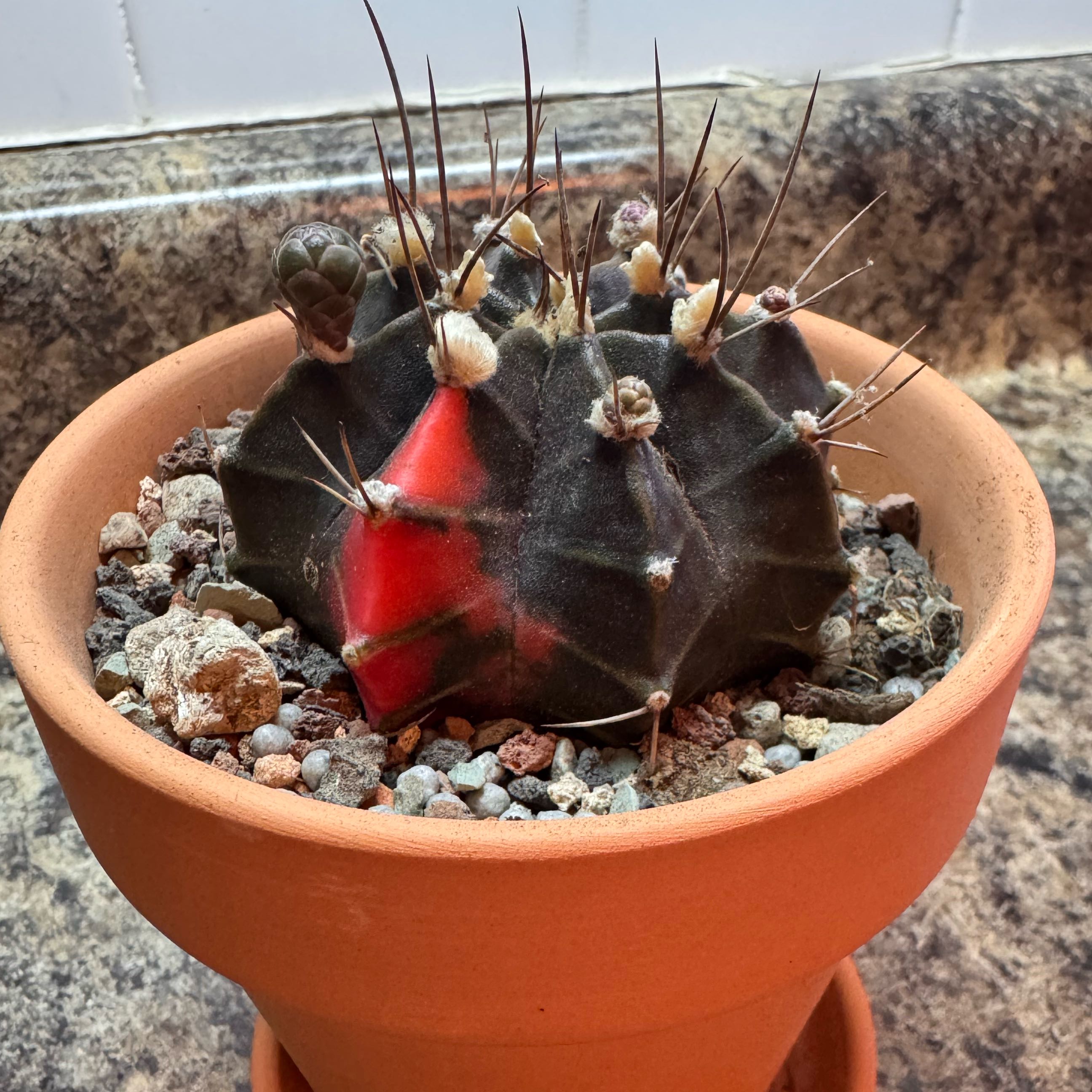 Photo of the plant species Variegated Moon Cactus by @kaleena named Ellie on Greg, the plant care app